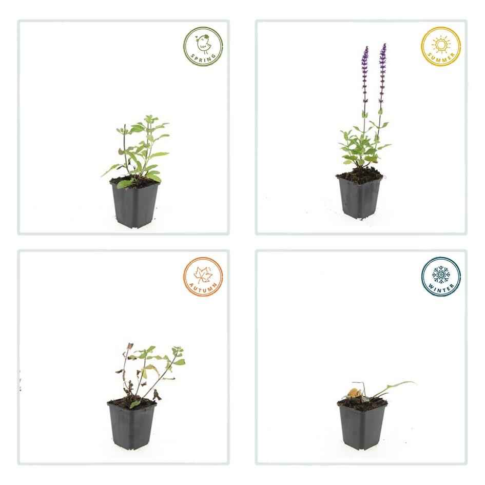 Image of Blüten – Salbei Salvia nemorosa 'Caradonna' – ↕10-25cm – Ø9cm – 6 Pflanzen – Tiefviolett – Bienenfreundlich – Pflegeleicht – Sonniger Standort-4