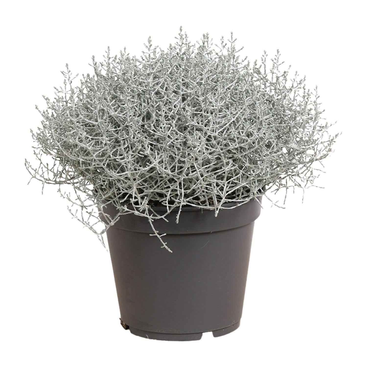 Image of Leucophyta brownii Silberbusch – Calocephalus brownii – Ø17cm ↕30cm – Silberne Zierpflanze für Topf, Balkon & Innenbereich-0