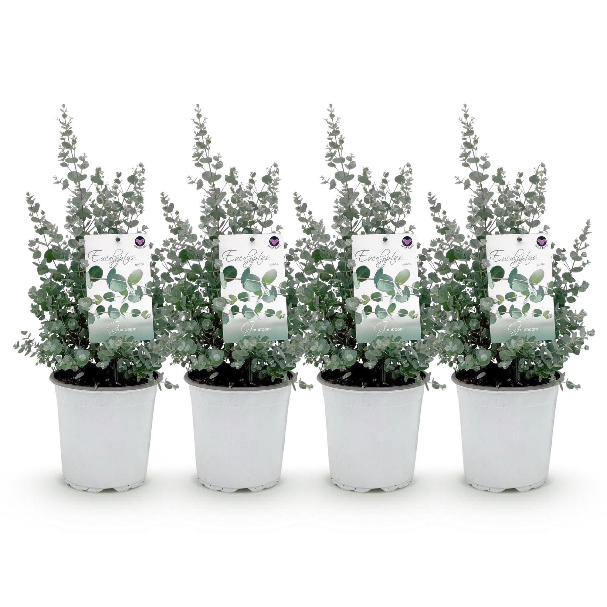 Image of Eukalyptusbaum Eucalyptus gunnii – 2 Pflanzen – Winterhart – Terrassenpflanze – Grau – Ø17cm, Höhe ca. 40cm – Duftende & pflegeleichte Garten-5