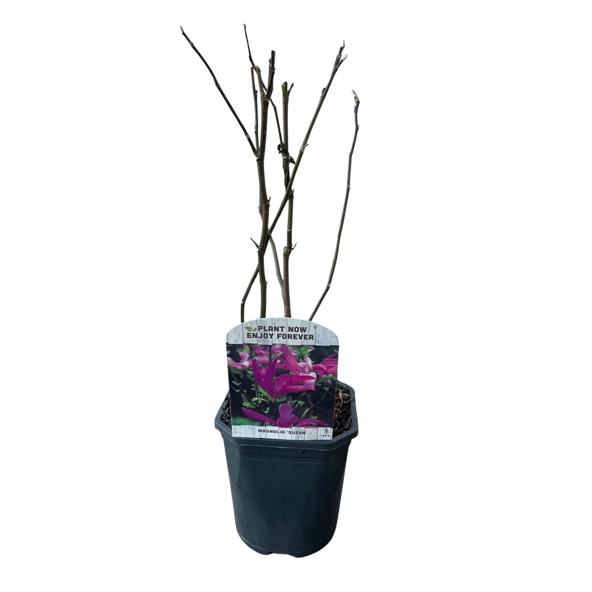 Image of Purpur – Magnolie Magnolia Susan – Strauch – Blumen dunkelrosa – Wenig Pflege – 17cm Höhe 45cm – Frühjahrsblüher für Garten & Terrasse-2