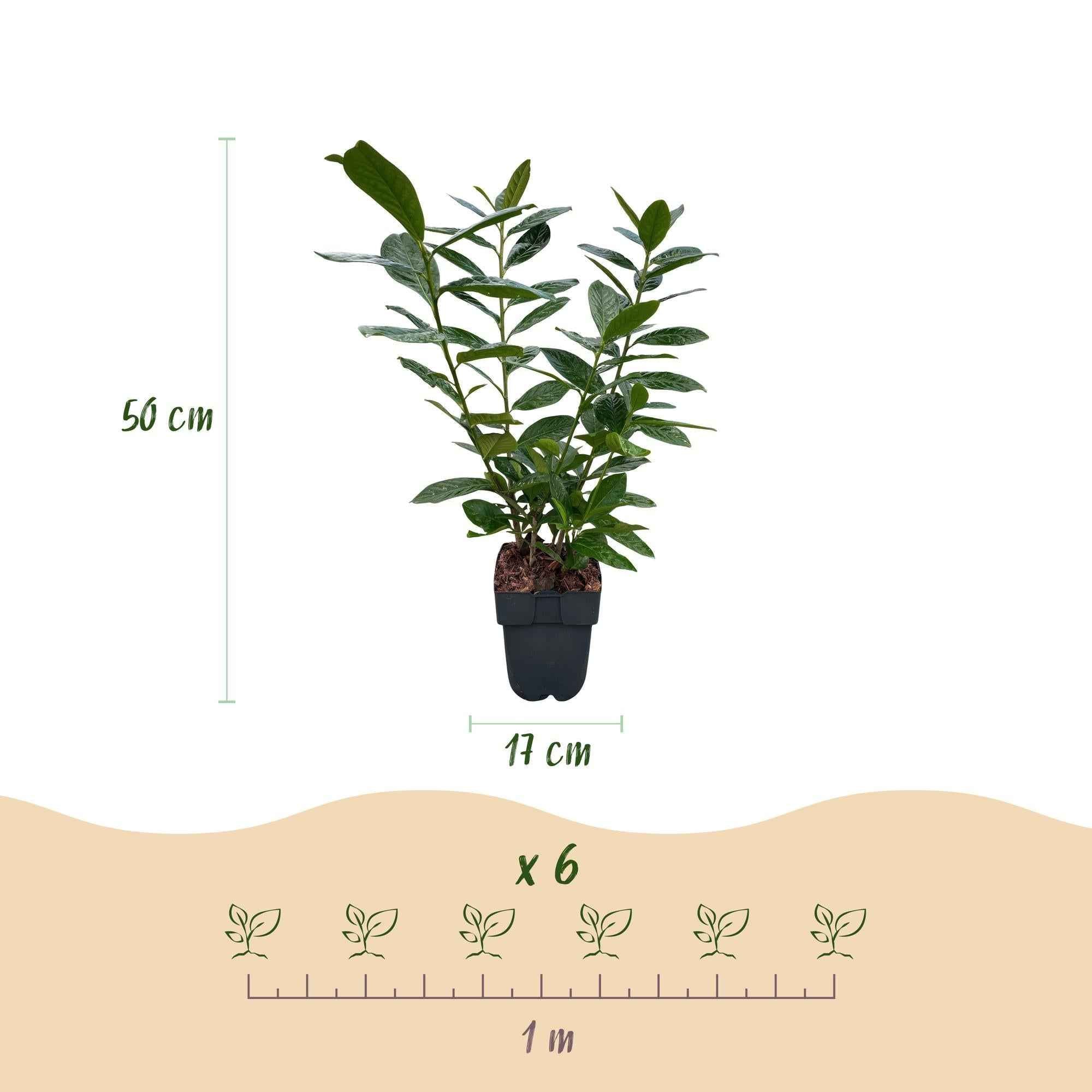 Image of Kirschlorbeer Prunus laurocerasus Novita – Heckenpflanze – Blatt grün – 6 Pflanzen – 1 laufender Meter – Immergrün – 17cm Höhe 50cm-4