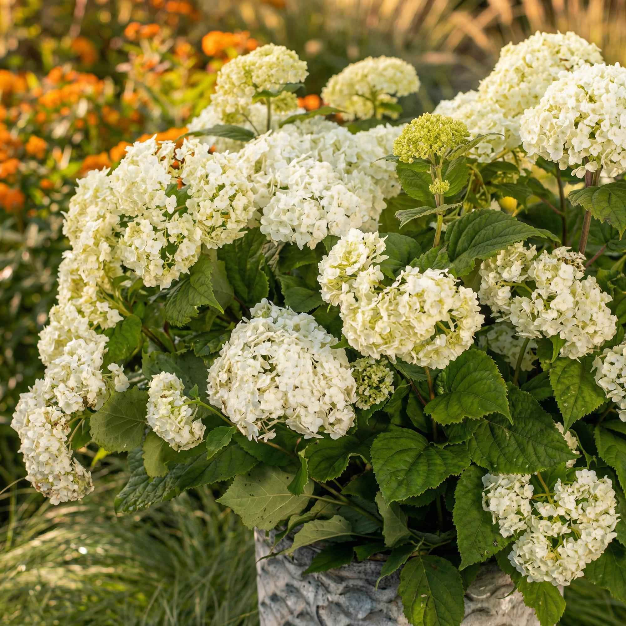 Image of Hortensie Hydrangea arborescens FlowerWOW winterhart weiß 20-30cm 14cm für Garten Balkon Terrasse Beet bienenfreundlich pflegeleicht blühender-0