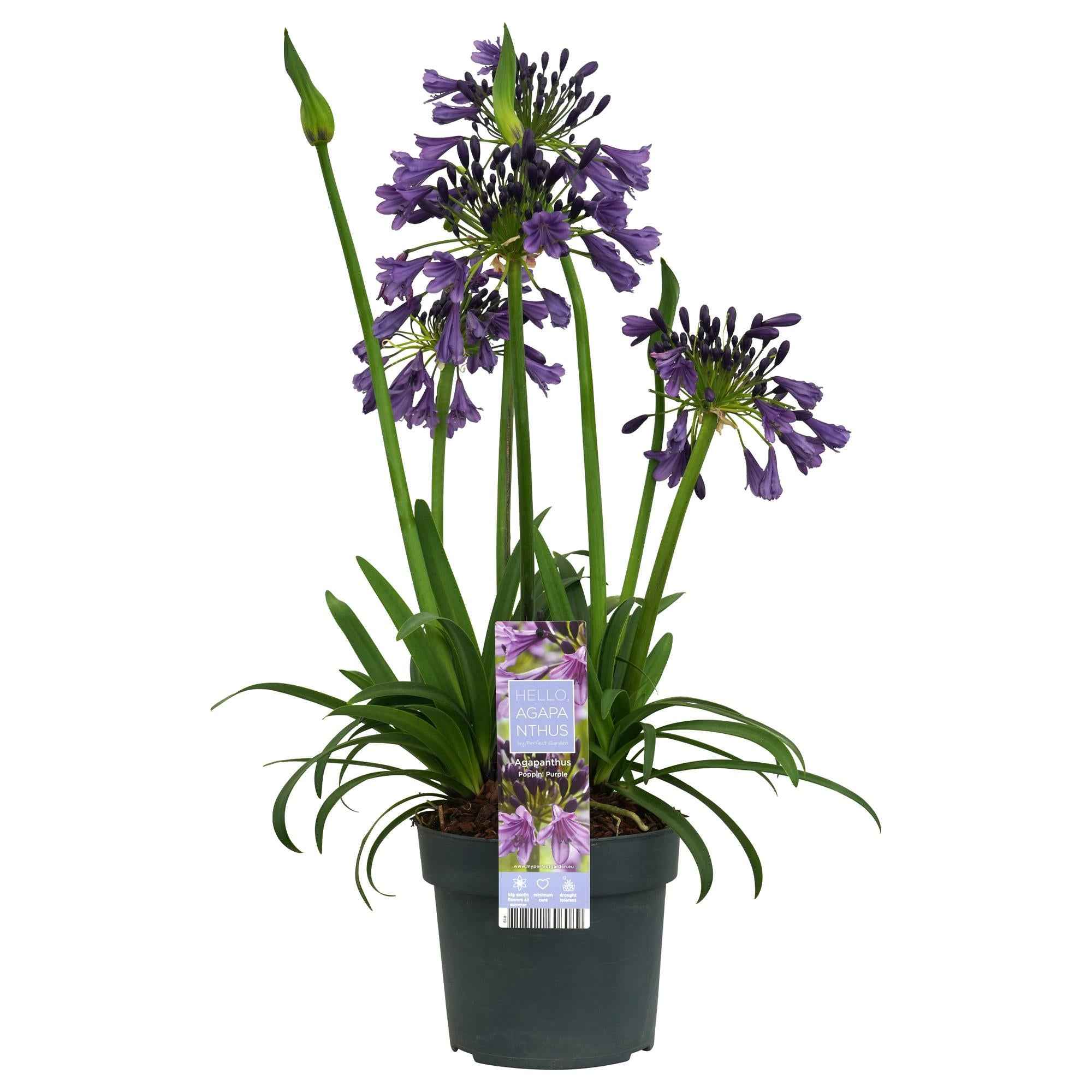 Image of Schmuck – Lilie Agapanthus Poppin Purple – Ø19cm ↕30cm – lila blühende Gartenpflanze für Balkon Terrasse Beet & Kübel