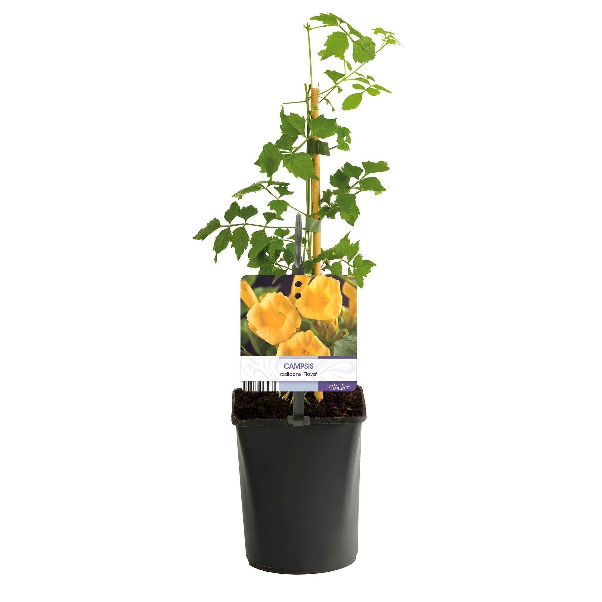 Image of Trompetenblume Campsis radicans ‘Flava’ – 2 Pflanzen – Gelbblühende Kletterpflanze – Schnellwüchsig & pflegeleicht – Ideal für Zaun, Wand & Pergola-2