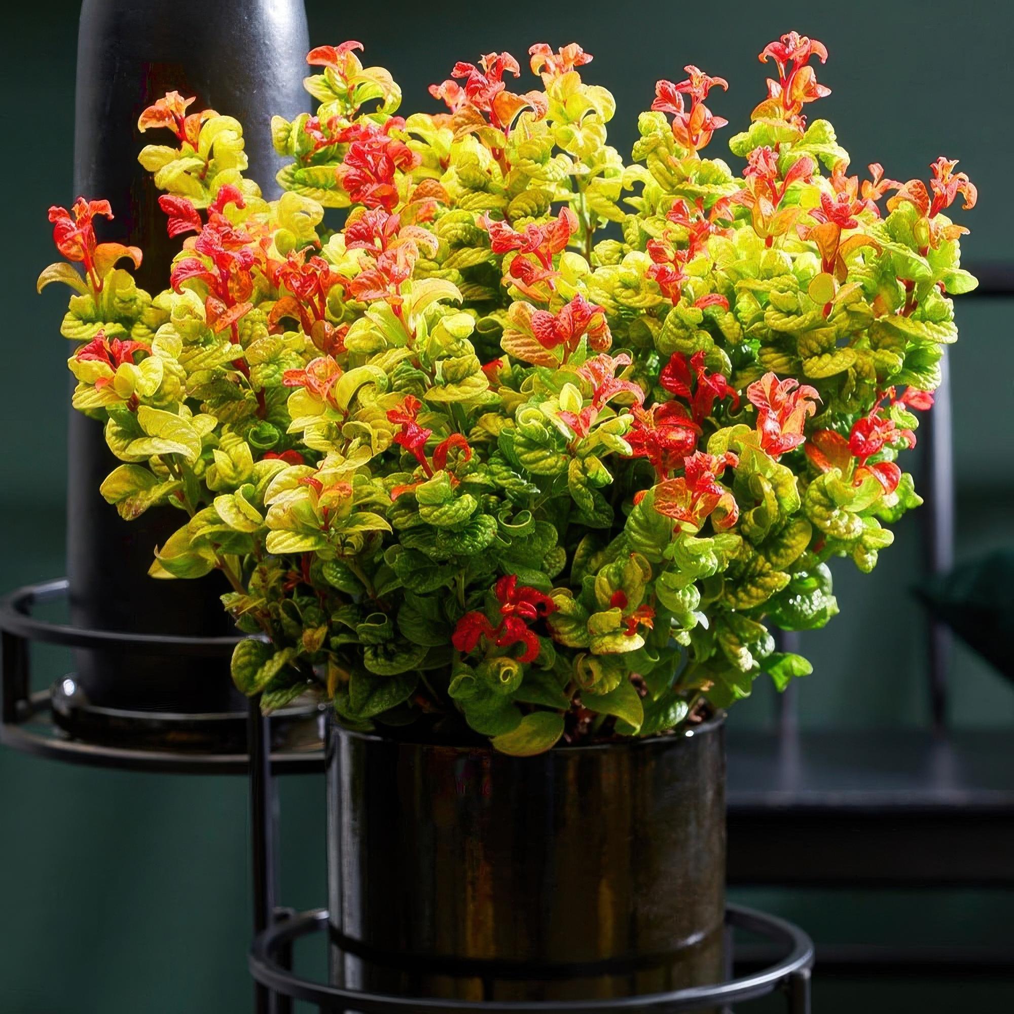 Image of Traubenheide Leucothoe Curly Gold – Ø17cm 40cm Höhe – immergrüner Zierstrauch mit gelbem Laub für Garten Balkon Terrasse & Beet-4