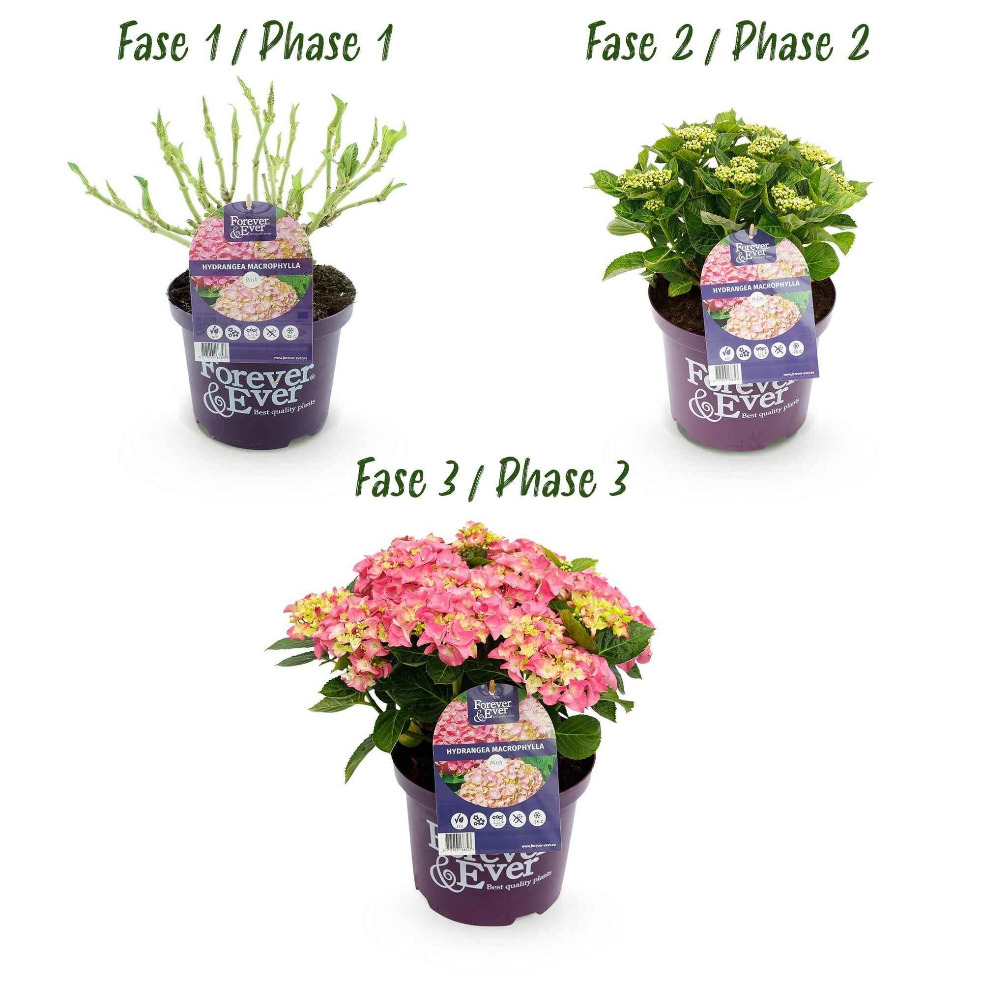 Image of Hortensie Hydrangea macrophylla Forever & Ever Rosa – Balkonpflanze – 7-12 Blüten – Topf 23cm – Höhe 55cm – Langlebige Blüten-3