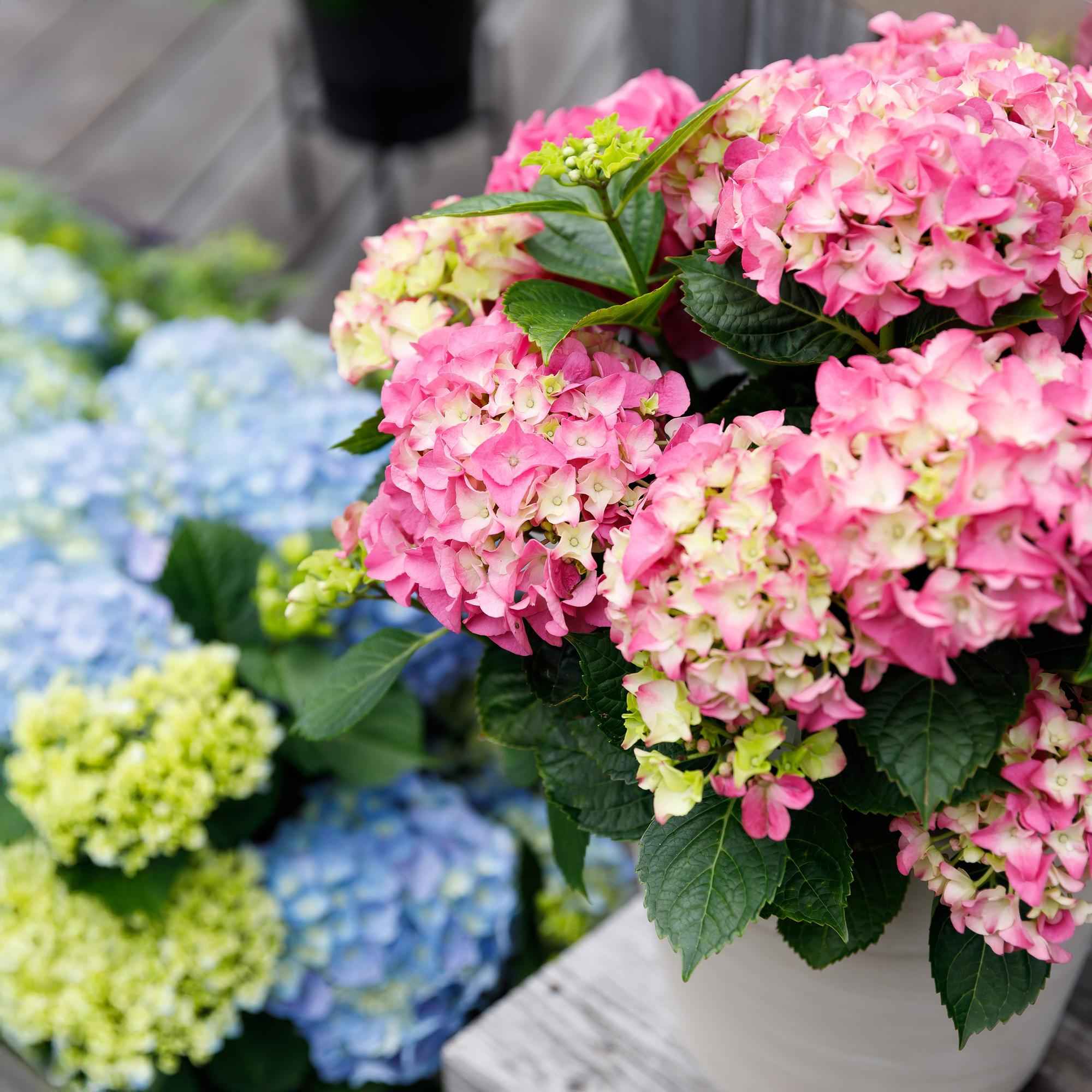 Image of Hortensie Forever & Ever – Rosa – 2 Pflanzen – Hydrangea macrophylla – 23cm – Ca. 55cm hoch – 7-12 Blüten – Langanhaltende Blüte