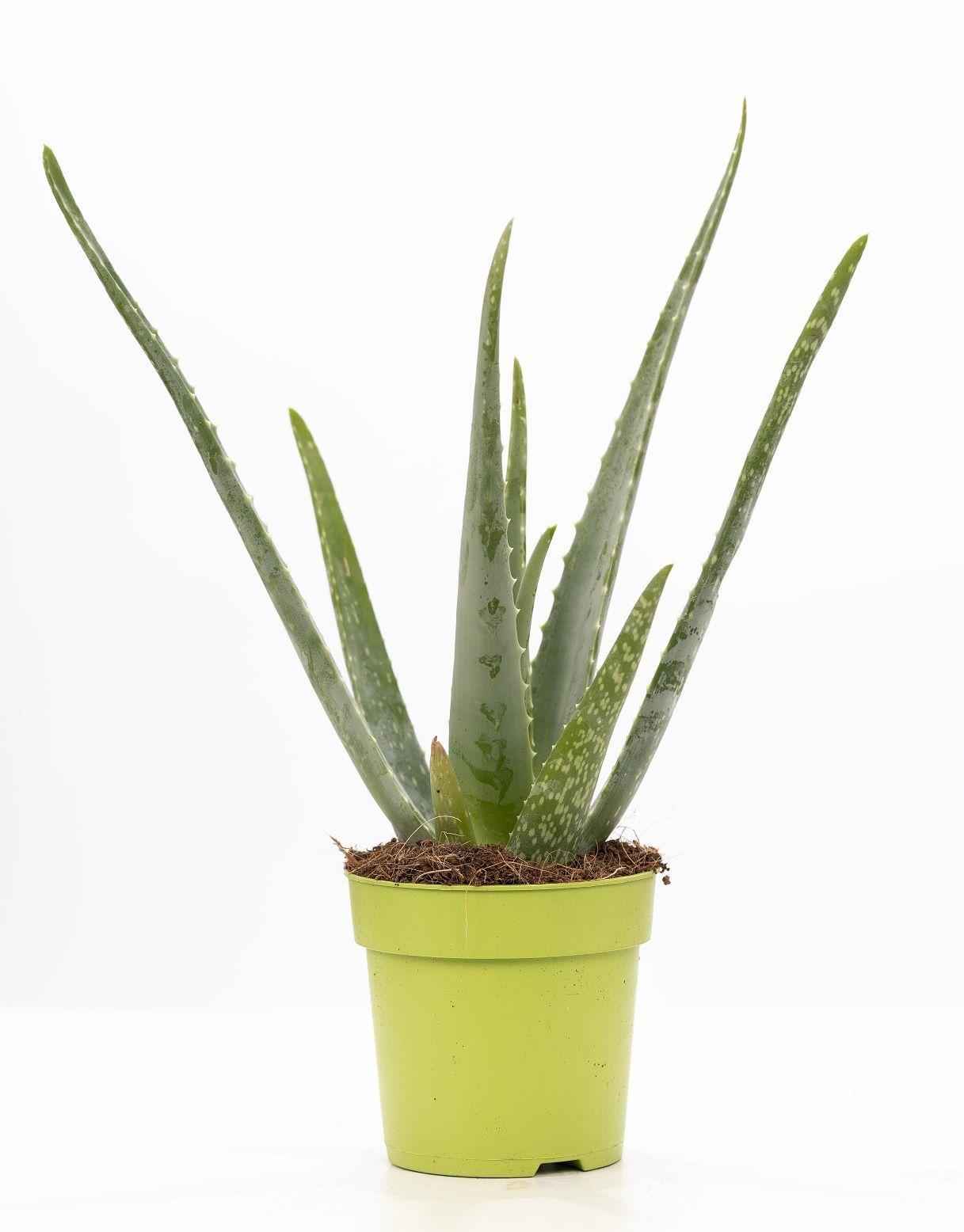 Image of Aloe Vera – Ø12cm ↕40cm – Pflegeleichte Zimmerpflanze mit dicken, grünen Blättern – Natürliche Luftreiniger – Pflanze im modernen Dekotopf-0