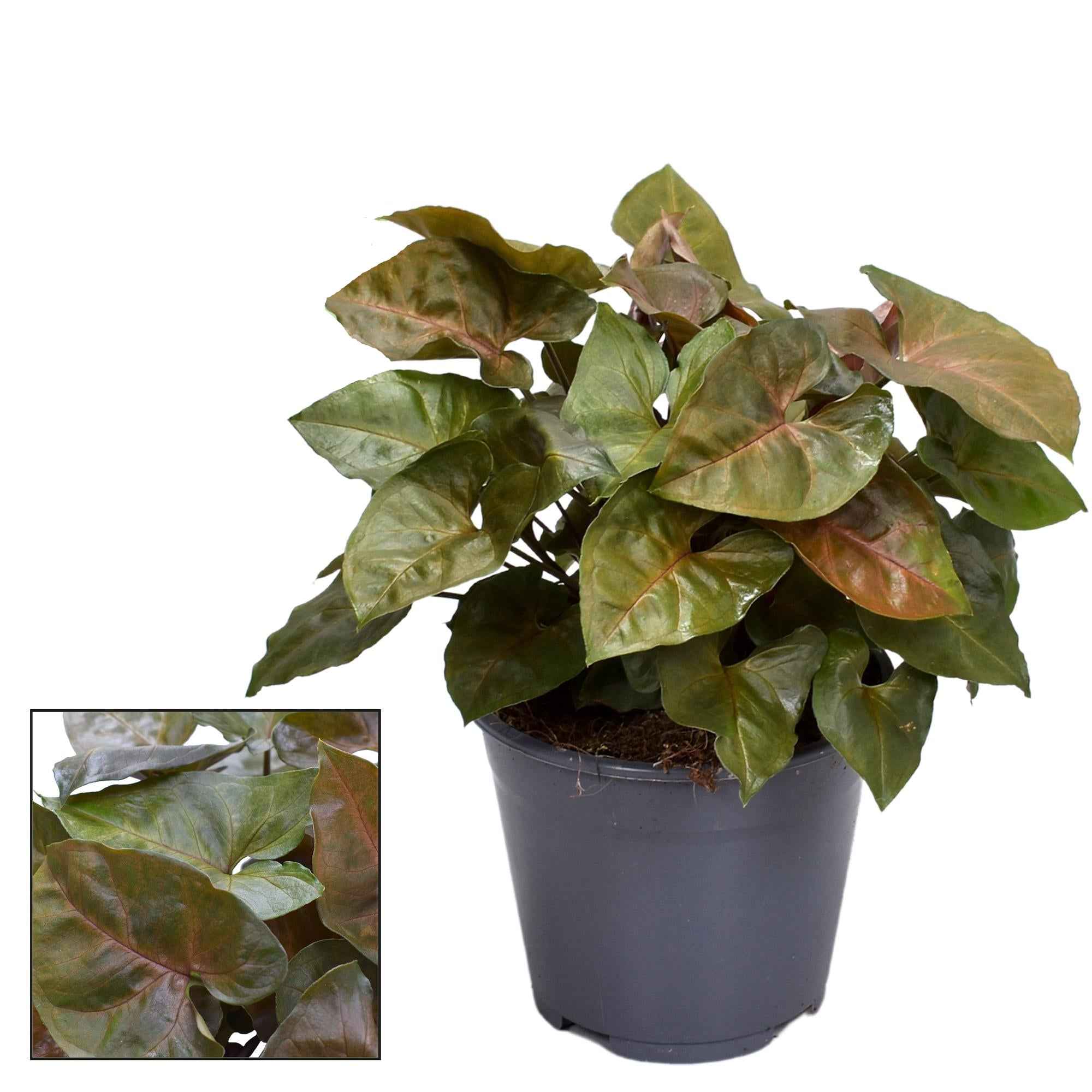 Image of Syngonium Maria Feel Green – Zimmerpflanze mit dekorativen, bronzefarbenen Blättern – Höhe ca. 25cm – Ø14cm – Pflegeleicht & luftreinigend-0