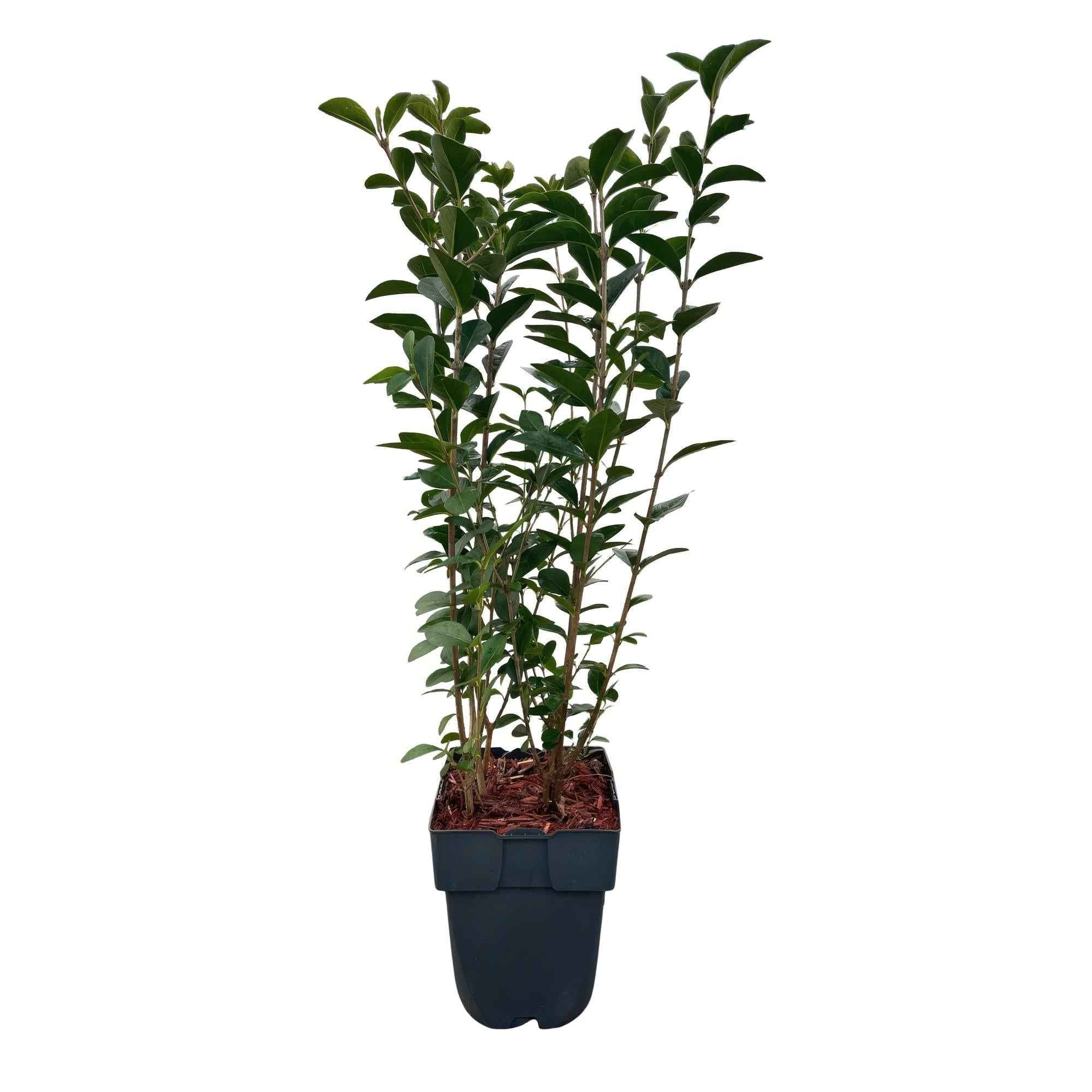 Image of Ovalblättriger Liguster Ligustrum ovalifolium – Immergrün – Heckenpflanze – Blatt Grün – 6 Pflanzen – 1m laufend – Pflegeleicht – 17cm Höhe 55cm-0