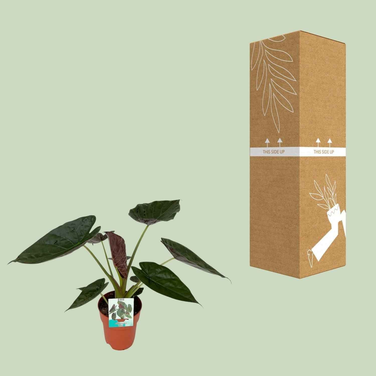 Image of Alocasia Wentii – Riesen – Elefantenohr – Zimmerpflanze – Ø19cm ca. 85cm hoch – Tropische Dschungelpflanze mit großen herzförmigen Blättern-2