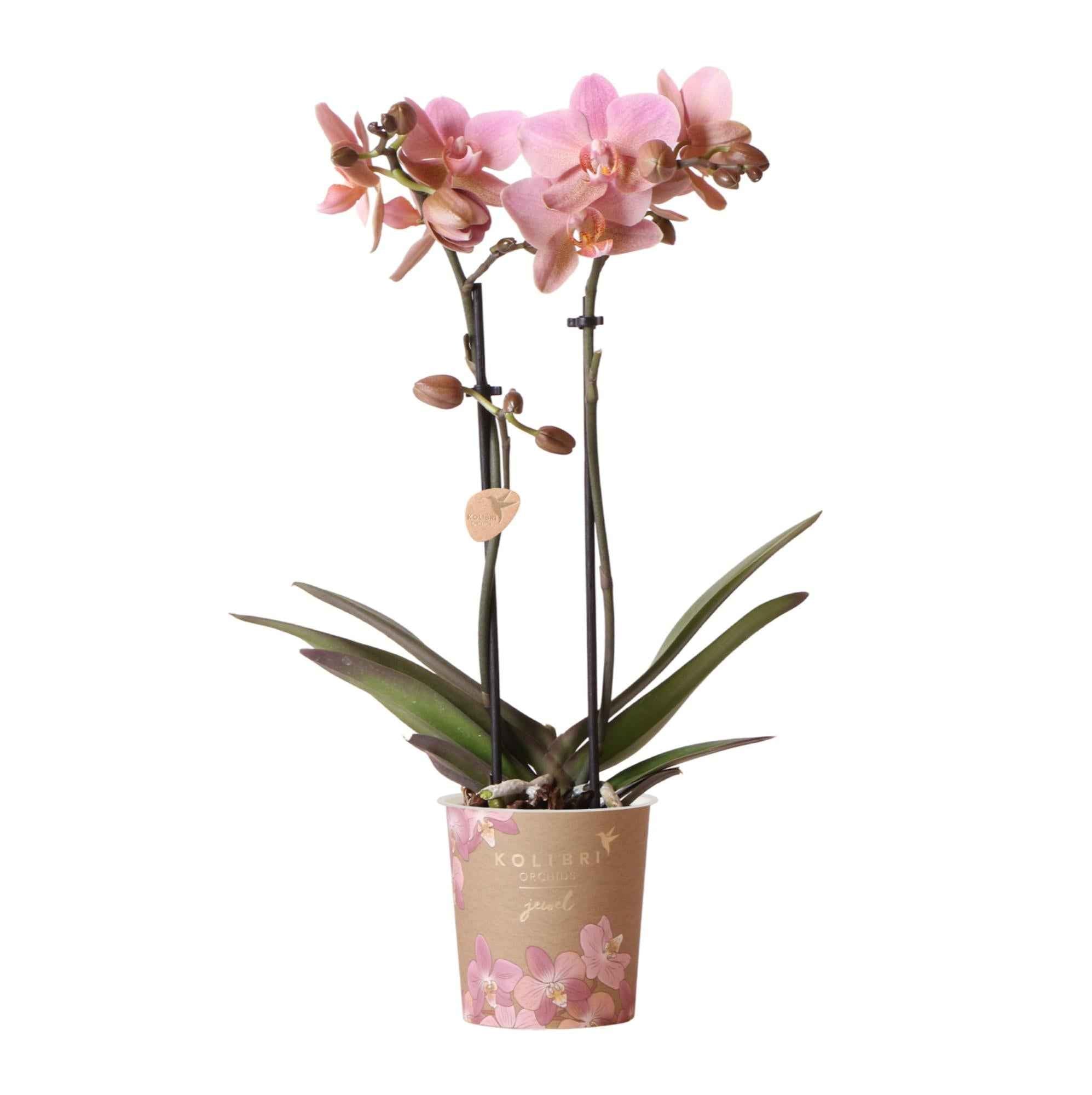Image of Phalaenopsis Orchidee – Treviso Altrosa – Ø9cm – Blühende Zimmerpflanze – Elegante Deko-Orchidee – Frisch vom Züchter-0