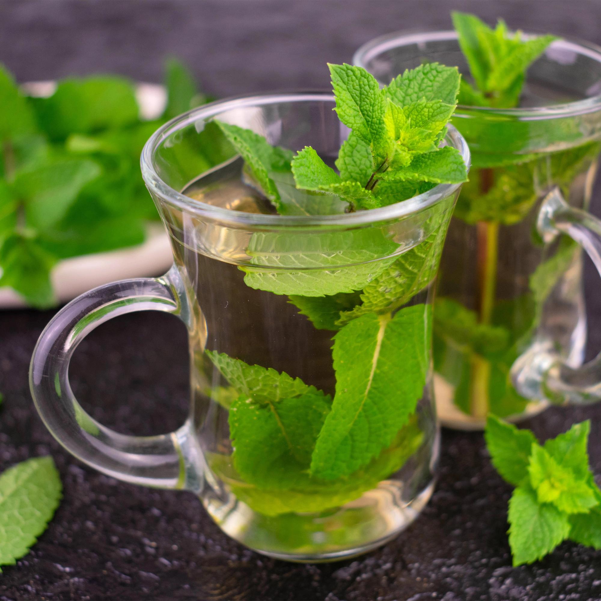 Image of Staudenset Teekräuter – 6 aromatische Kräuterstauden für ca. 1m² – Für frischen Kräutertee aus dem eigenen Garten – Pflegeleichtes Kräuterpaket-4