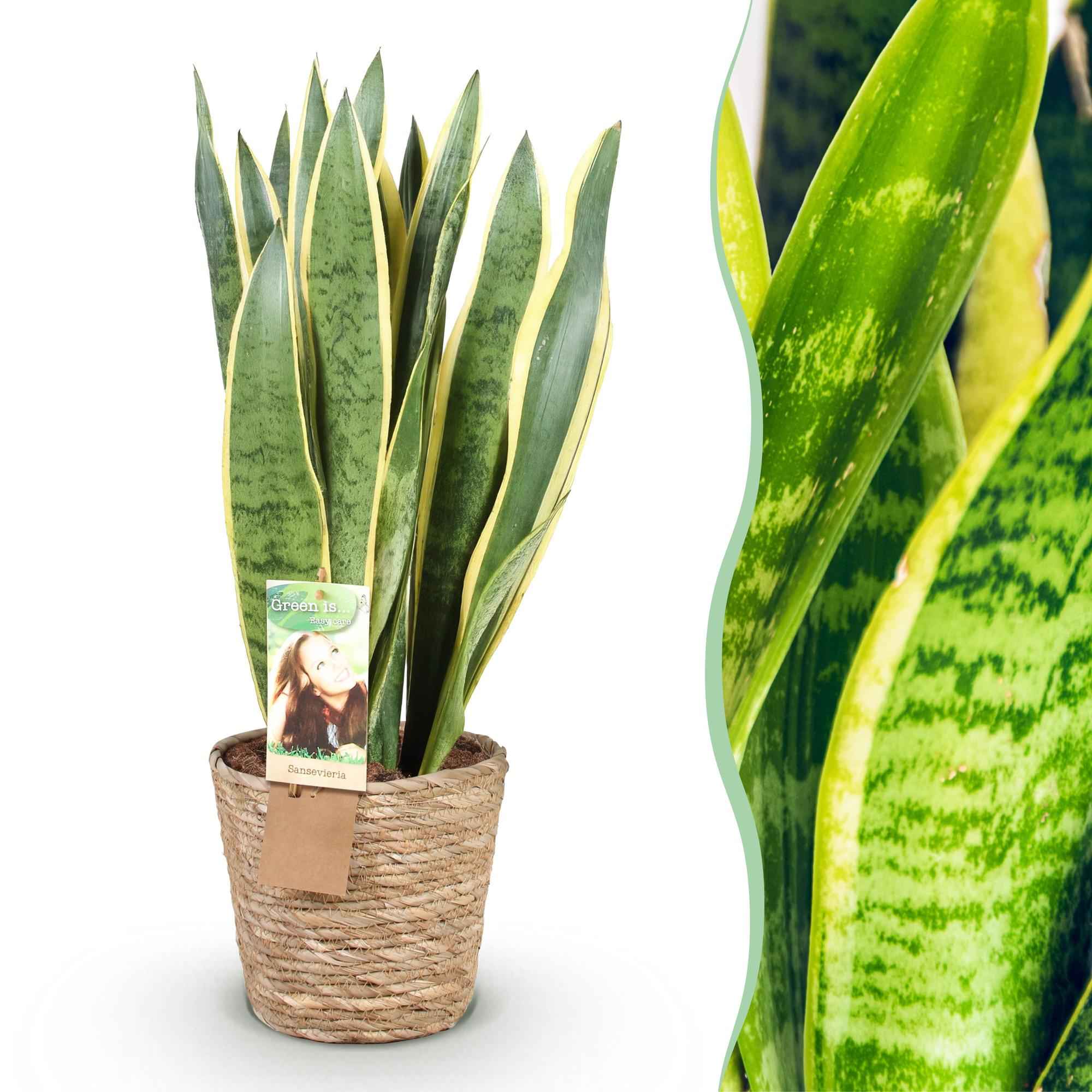 Image of Sansevieria Laurentii Bogemhanf Schwiegermutterzunge grün gelb 70cm 21cm Zimmerpflanze inkl. Naturkorb-0