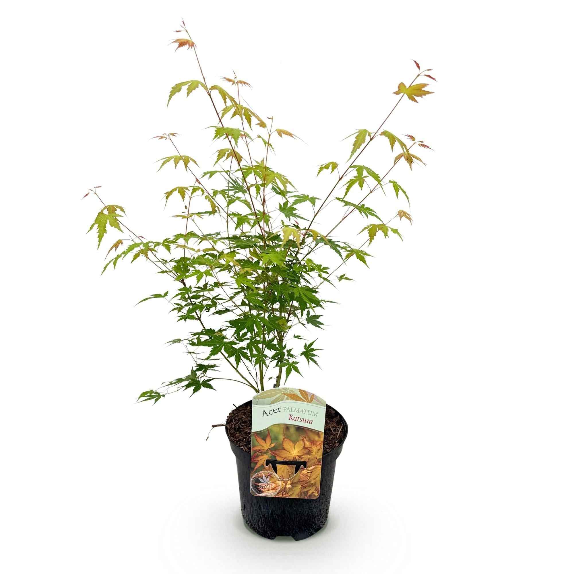Image of Japanischer Ahorn Acer palmatum 'Katsura' – Orange – Balkon – & Gartenpflanze – Ø19cm – Ca. 70cm hoch-1