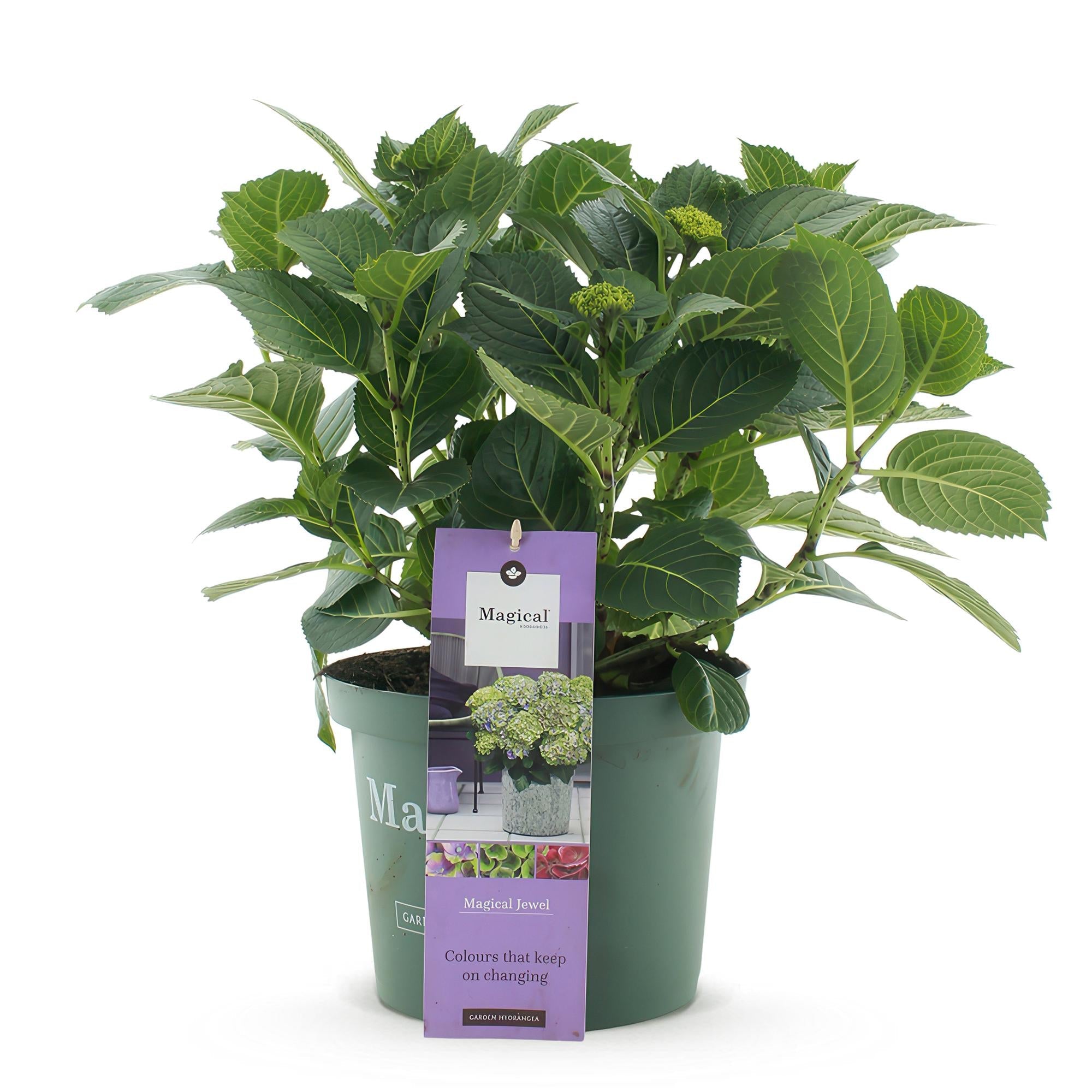 Image of Hortensie Magical Jewel Blue – Hydrangea macrophylla – Blau – Balkonpflanze – 23cm Ca. 55cm hoch – 6-10 Blüten – Für Balkon, Terrasse & Beet-1