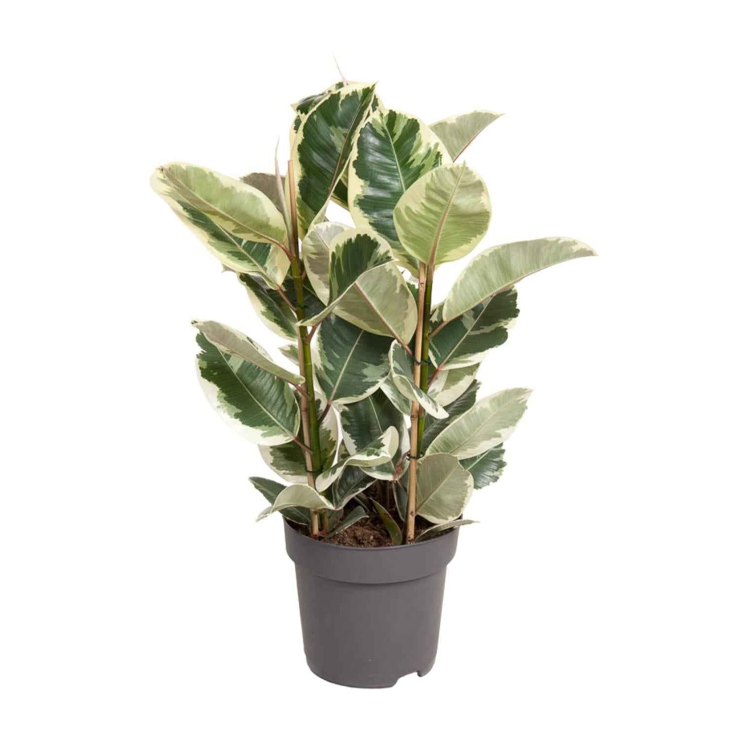 Image of Ficus Elastica Tineke – 100cm hoch – Ø27cm – Bunte Gummibaum – Zimmerpflanze – Luftreinigend & pflegeleicht – Tropische Deko für Wohn – und Büroräume-0