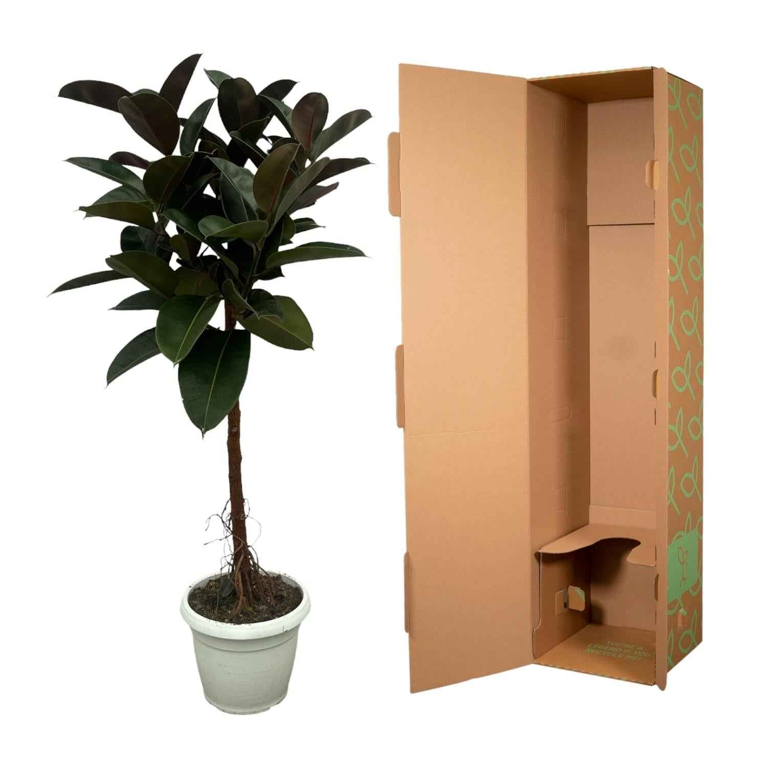 Image of Gummibaum Ficus Elastica Robusta Stamm – Zimmerpflanze 140cm hoch – Ø27cm – Üppige, glänzende Blätter – Pflegeleicht & dekorativ-2