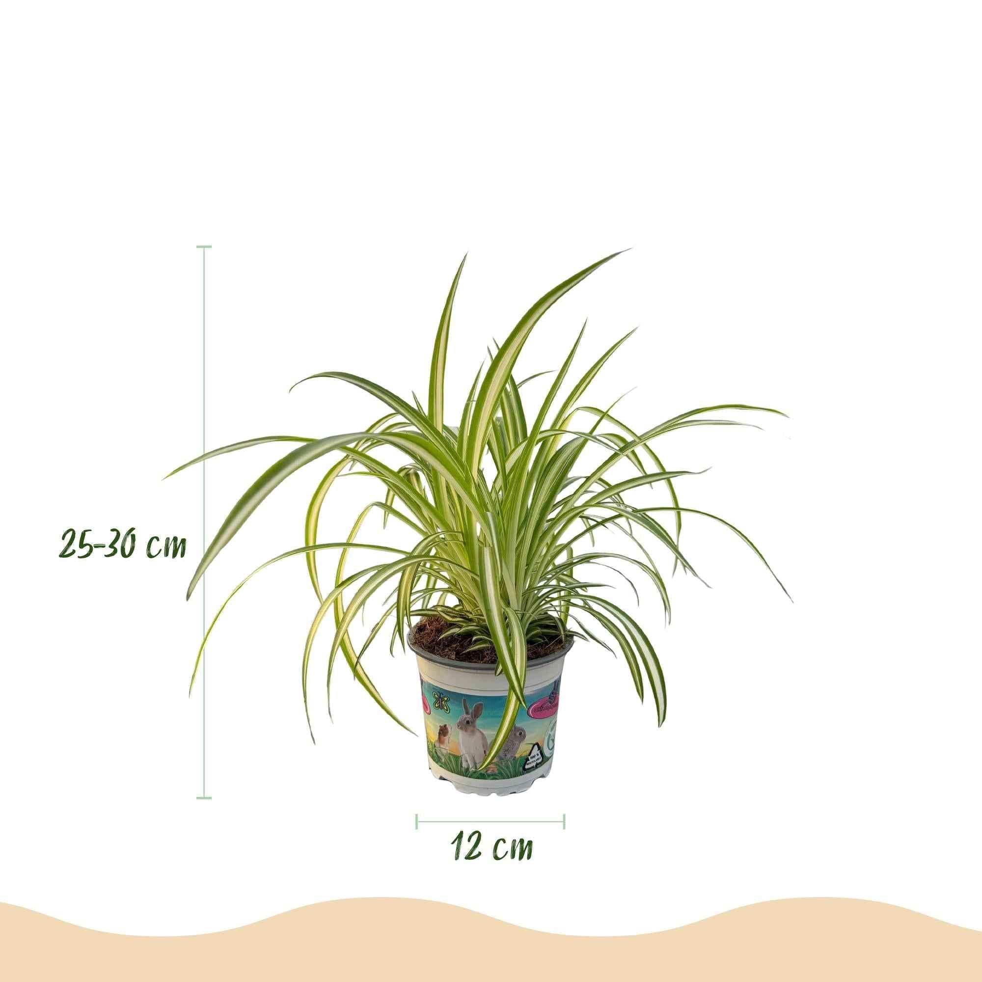 Image of Grünlilie Chlorophytum comosum Variegatum – Bunte Graslilie Zimmerpflanze – Haustierfreundlich 12cm – Höhe ca.20cm-2