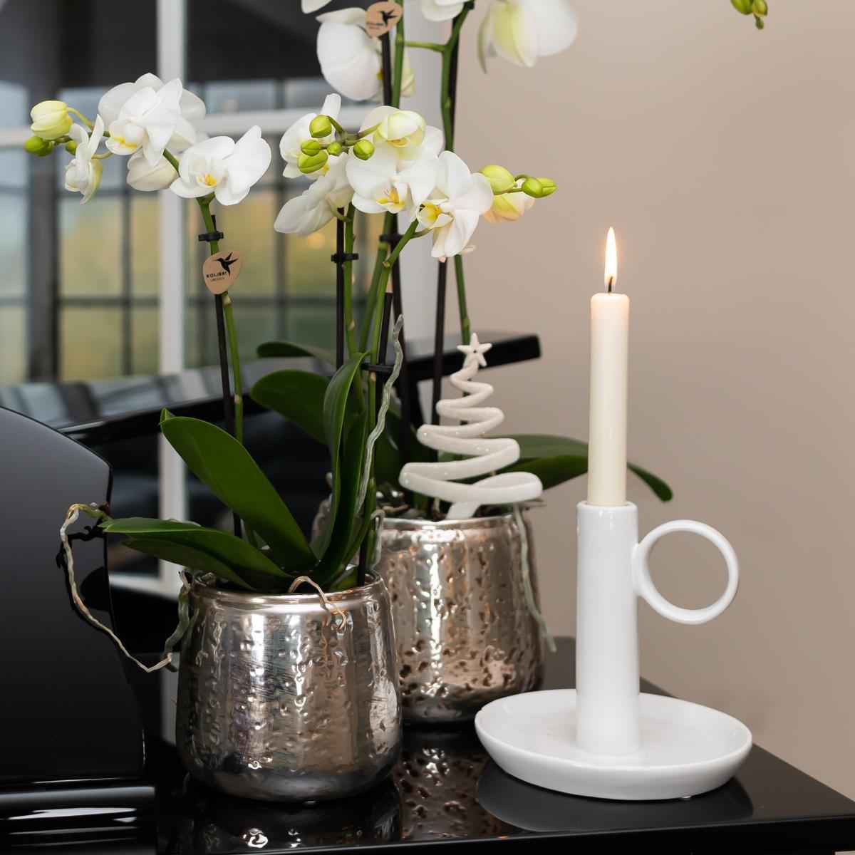 Image of Weiße Phalaenopsis Orchidee Amabilis – 2-3 Zweige – Luxus – Ziertopf Silber Ø9cm – Höhe 40cm – Blühende Zimmerpflanze – Frisch vom Züchter-3