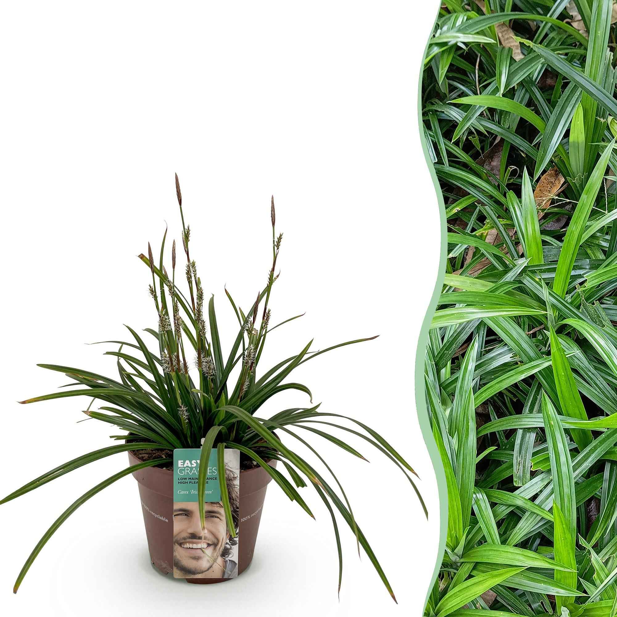 Image of Ziergras Segge Carex morrowii Irish Green – Immergrün & winterhart – Frischgrünes Ziergras – Höhe ca. 50cm – 17cm – Für Beet, Kübel & Terrasse-2