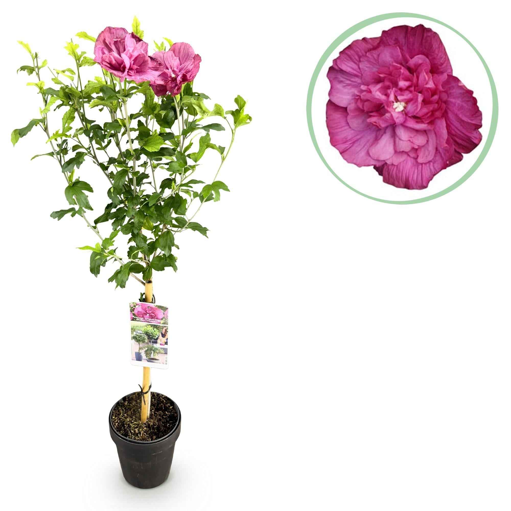 Image of Hibiscus syriacus Magenta Chiffon – Blühende Stamm – Pflanze mit magentafarbenen Blüten – Laubabwerfend & pflegeleicht – Topf Ø19cm – Höhe ca. 90cm-1
