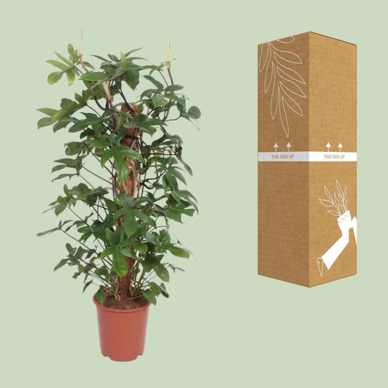 Image of Baumfreund – Philodendron Pedatum – Zimmerpflanze – Ø27cm – ↕130cm – Pflegeleicht – Tropisches Flair – Luftreinigend