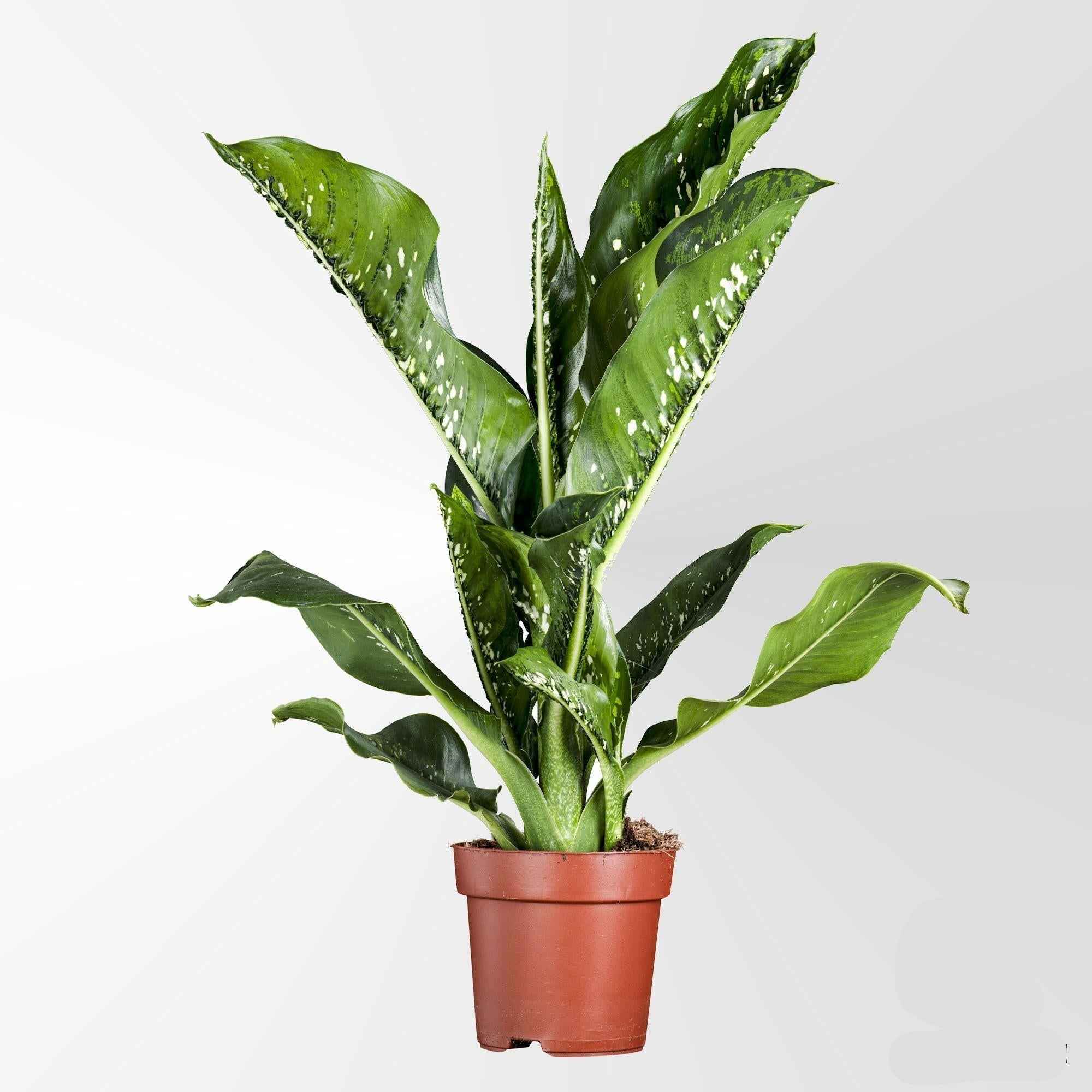 Image of Dieffenbachia Seguine 'Caiman' – Zimmerpflanze Ø21cm – Höhe 75cm – Große, dekorative Blätter – Pflegeleicht & Blickfang-0