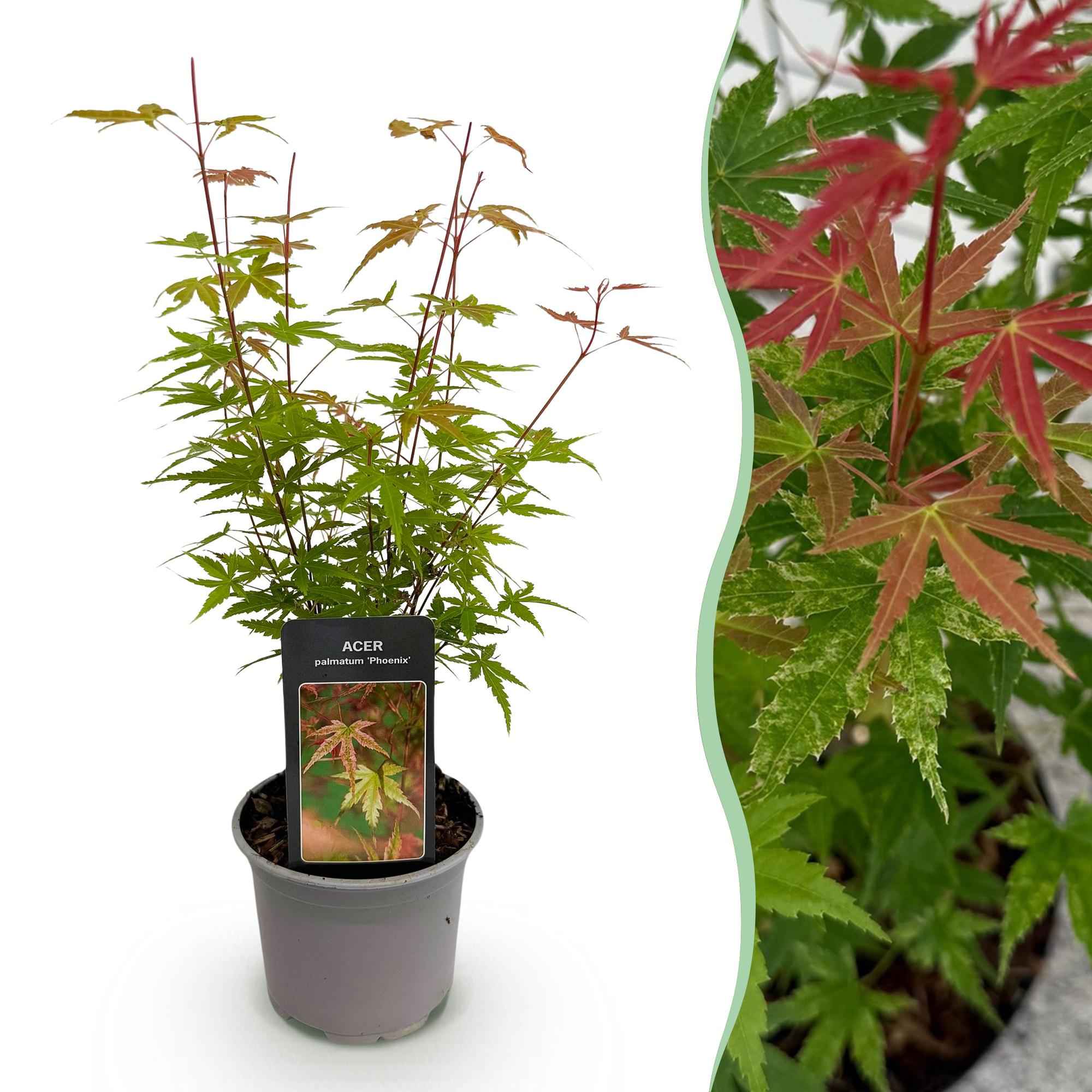 Image of Ahorn Acer palmatum Phoenix – 12cm – Höhe ca. 35cm – Rosa Austrieb & rote Blüte-0