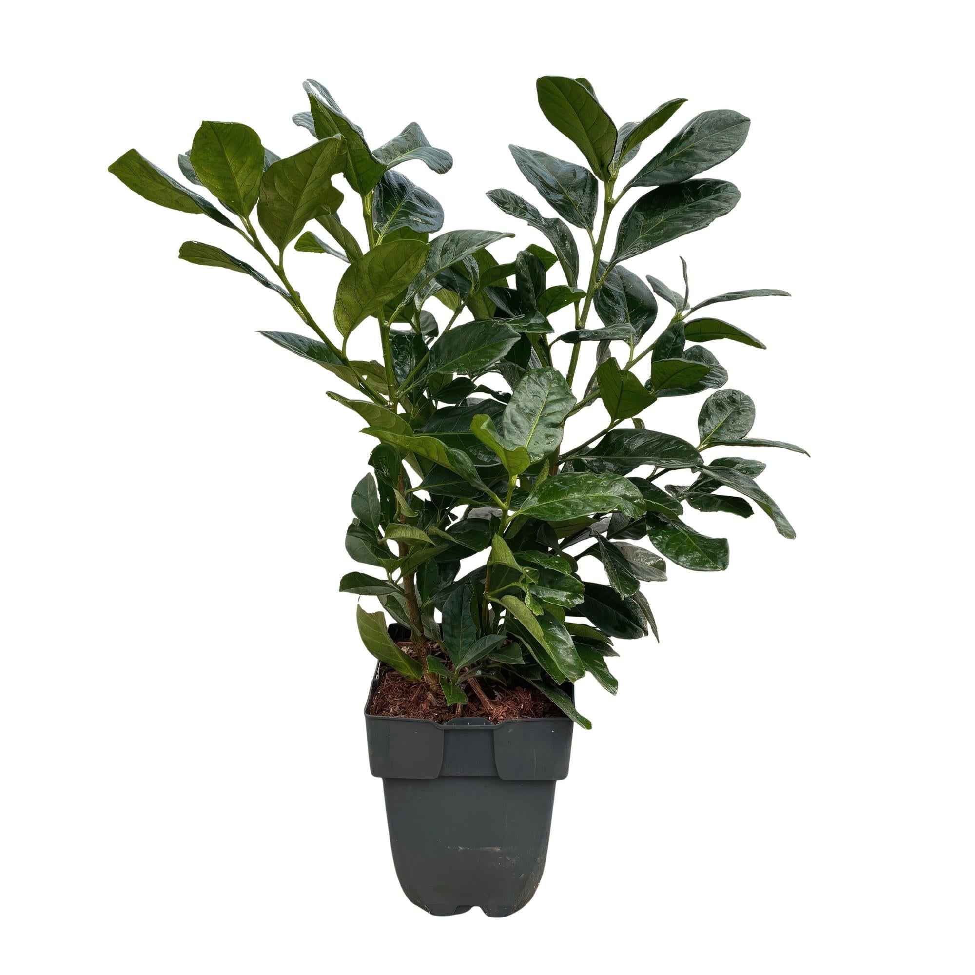 Image of Kirschlorbeer Prunus laurocerasus Etna – Hecke – Blatt grün – 6 Pflanzen – 1 laufender Meter – Immergrün – 17cm x H50cm-0