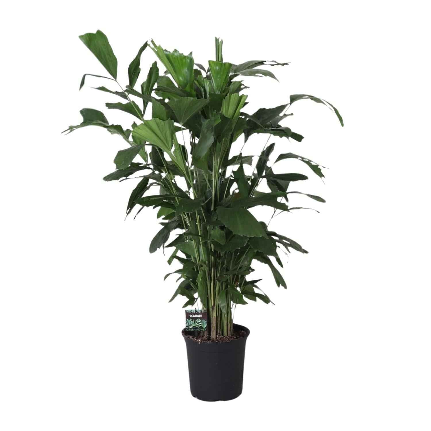 Image of Fischschwanzpalme Caryota Mitis – Zimmer- & Terrassenpflanze – Ø24 cm – Ca. 120 cm hoch – Tropische & pflegeleichte Palmenpflanze mit fischförmigem Blattwerk – Für Halbschatten-0