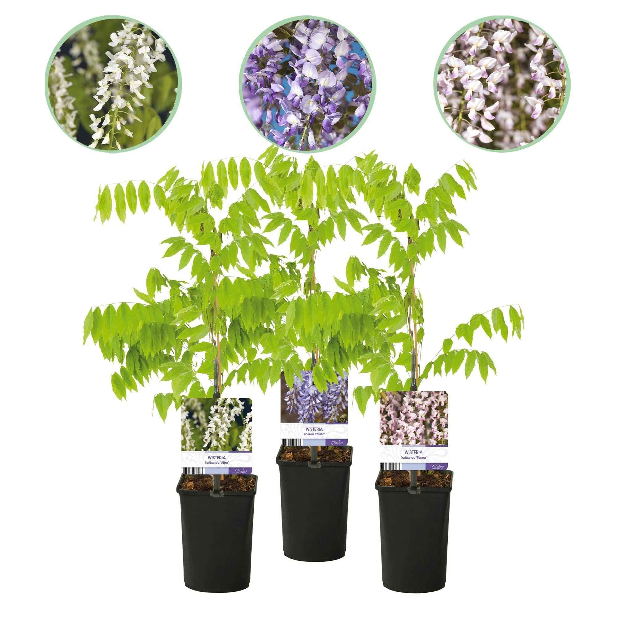 Image of Blauregen Wisteria floribunda Tricolour – Blau, Rosa & Weiß – 3 Pflanzen – 11cm x H40cm – Duftend & Kletterpflanze – Für Pergolen, Zäune & Wände