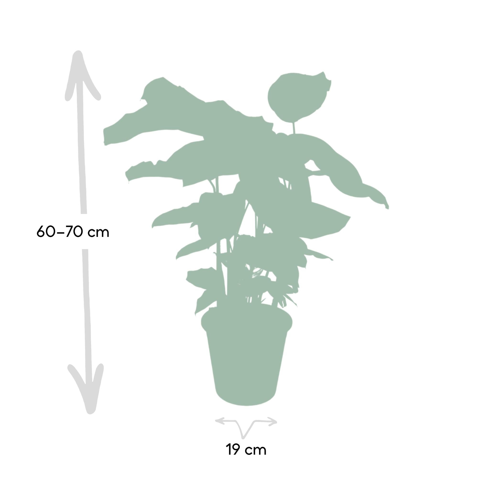 Image of Calathea Whitestar – Ø19cm x H50cm – Tropische Zimmerpflanze mit lebendigem Blattspiel – Luftreinigend & pflegeleicht – Im Pflanztopf-3