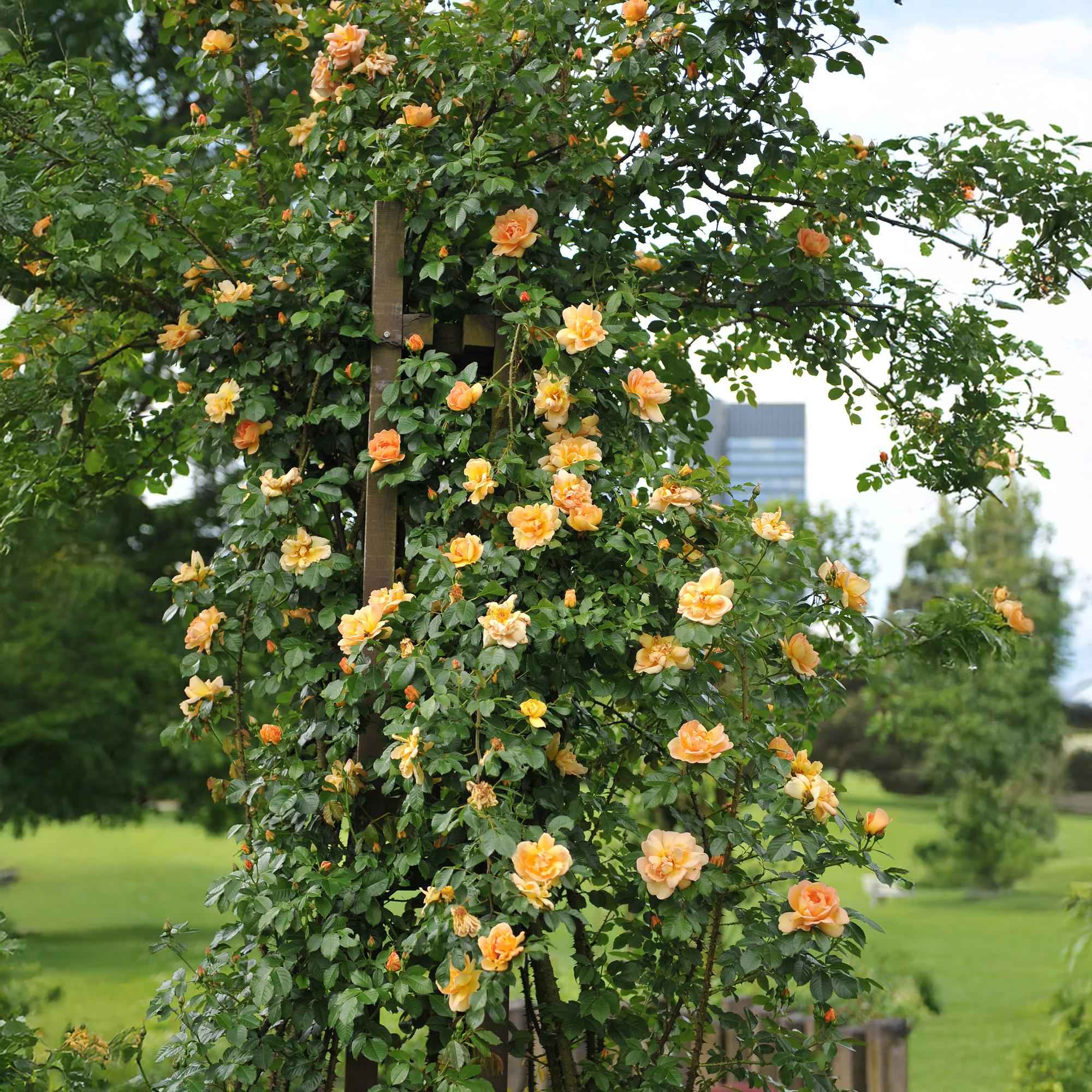 Image of Kletterrose – Rosa Orange Climber – Orange Blüten – 2 Pflanzen – 11cm – Höhe 40cm – Wenig Pflege – Blüte im Sommer-4
