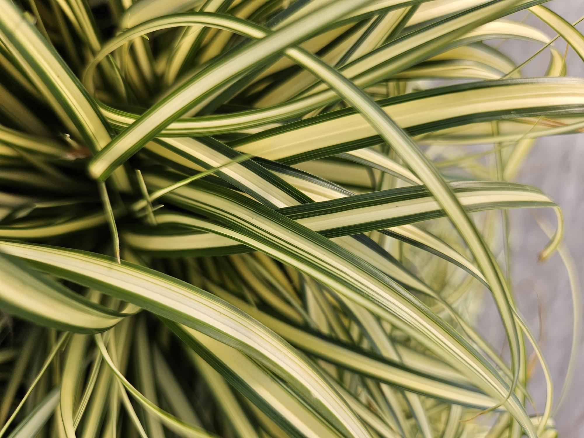 Image of Gold-Segge Carex oshimensis 'Evergold' – ↕10-25cm – Ø9cm – 60 Pflanzen – Bodendecker – Winterhart – Pflegeleicht – Schattengarten