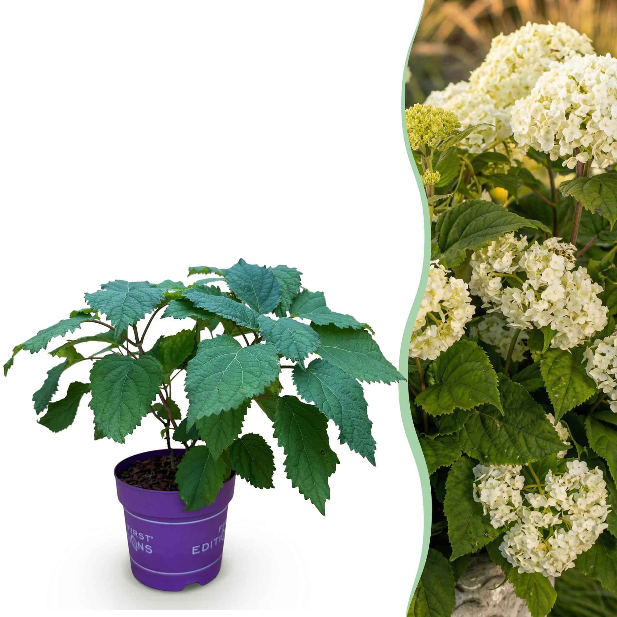 Image of Hortensie Hydrangea arborescens FlowerWOW winterhart weiß 20-30cm 14cm für Garten Balkon Terrasse Beet bienenfreundlich pflegeleicht blühender-1