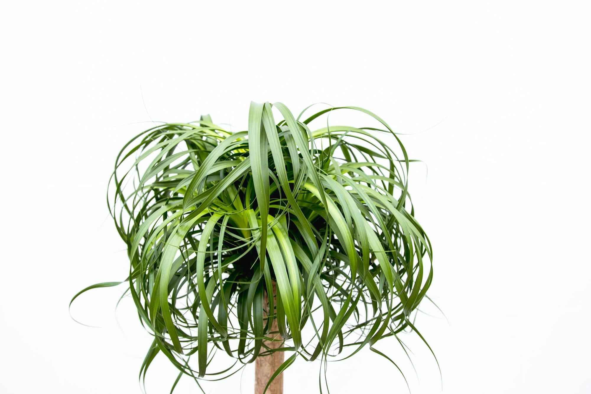 Image of Beaucarnea XXL – ca.180-200cm Zimmerpflanze – Elefantenfuß mit markantem Stamm – Exklusive Großpflanze für Wohnzimmer Büro & Empfangsbereiche-2