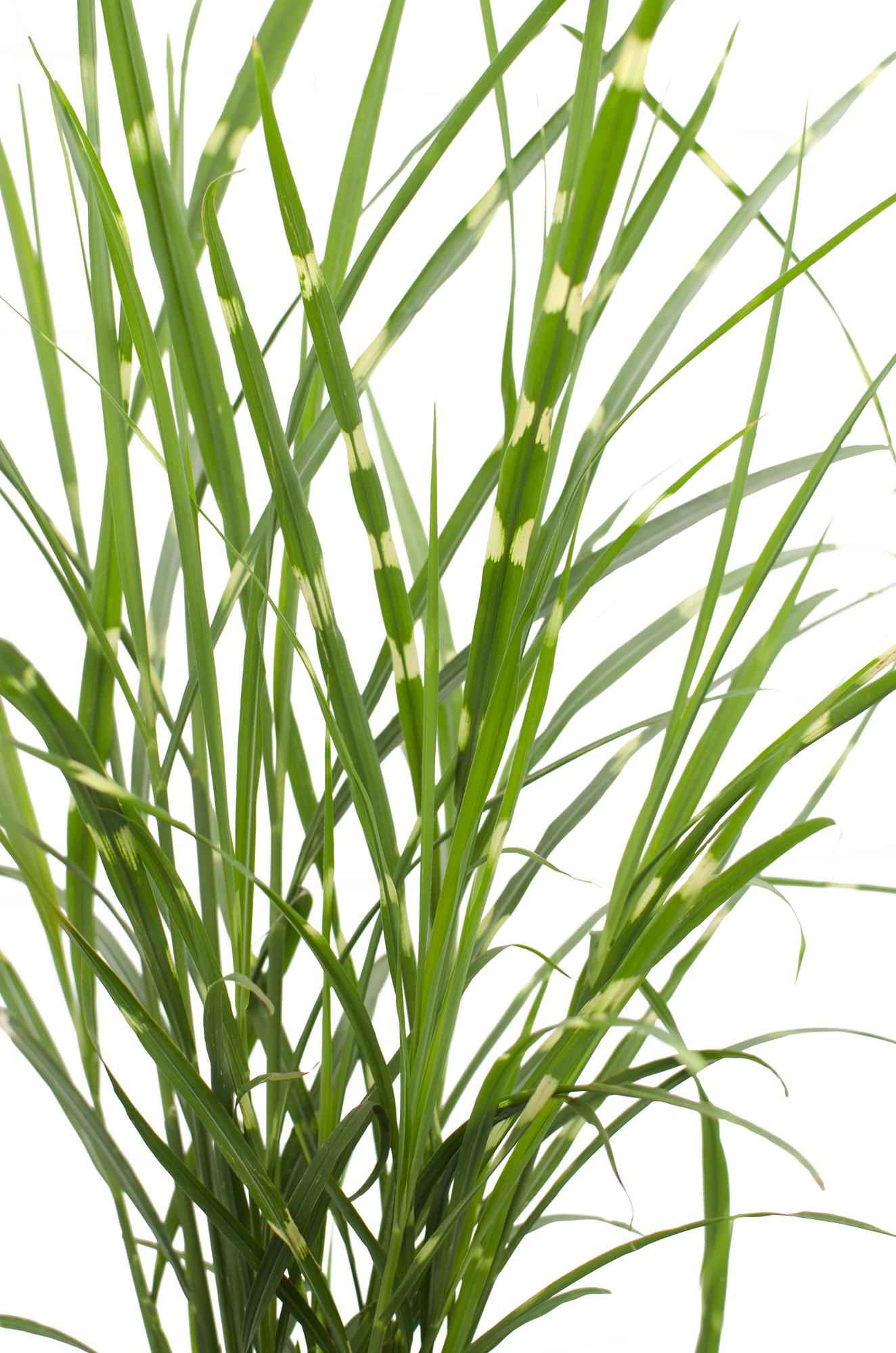 Image of Stachelschweingras Miscanthus sinensis Strictus – Ziergras – Ø23cm ↕60cm – Zebragras mit grün-gelben Querstreifen – Winterhart & pflegeleicht – Für Beet & Kübel