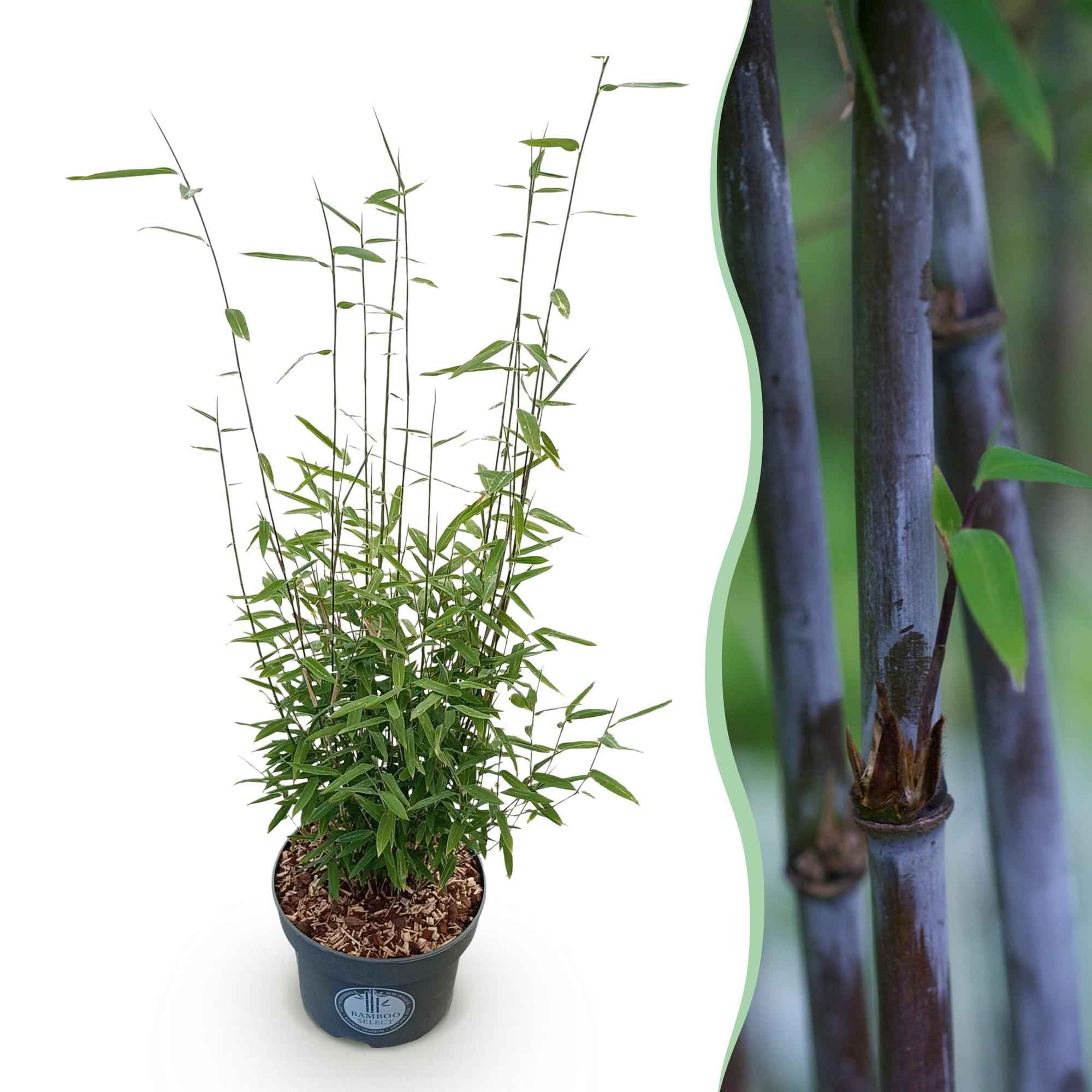 Image of Bambus Fargesia nitida Black Dragon nicht ausbreitend immergrün 80cm 23cm für Garten Terrasse Balkon Hecke Sichtschutz pflegeleicht winterhart