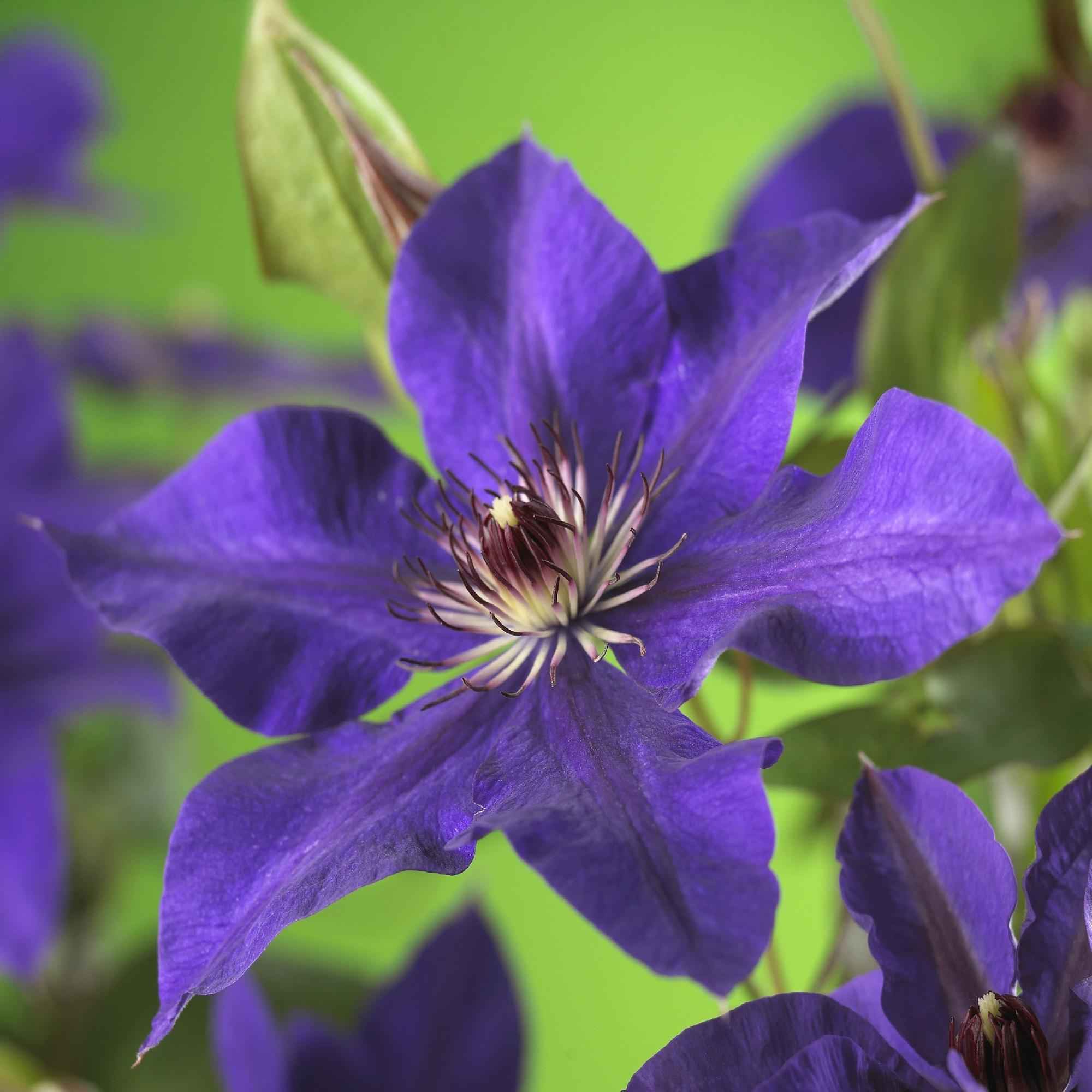 Image of Kletterpflanze Clematis The President – Rosa Blüten – 2 Pflanzen – 11cm x H40cm – Bis 3m – Pflegeleicht – Ideal für Garten, Balkon & Pergola