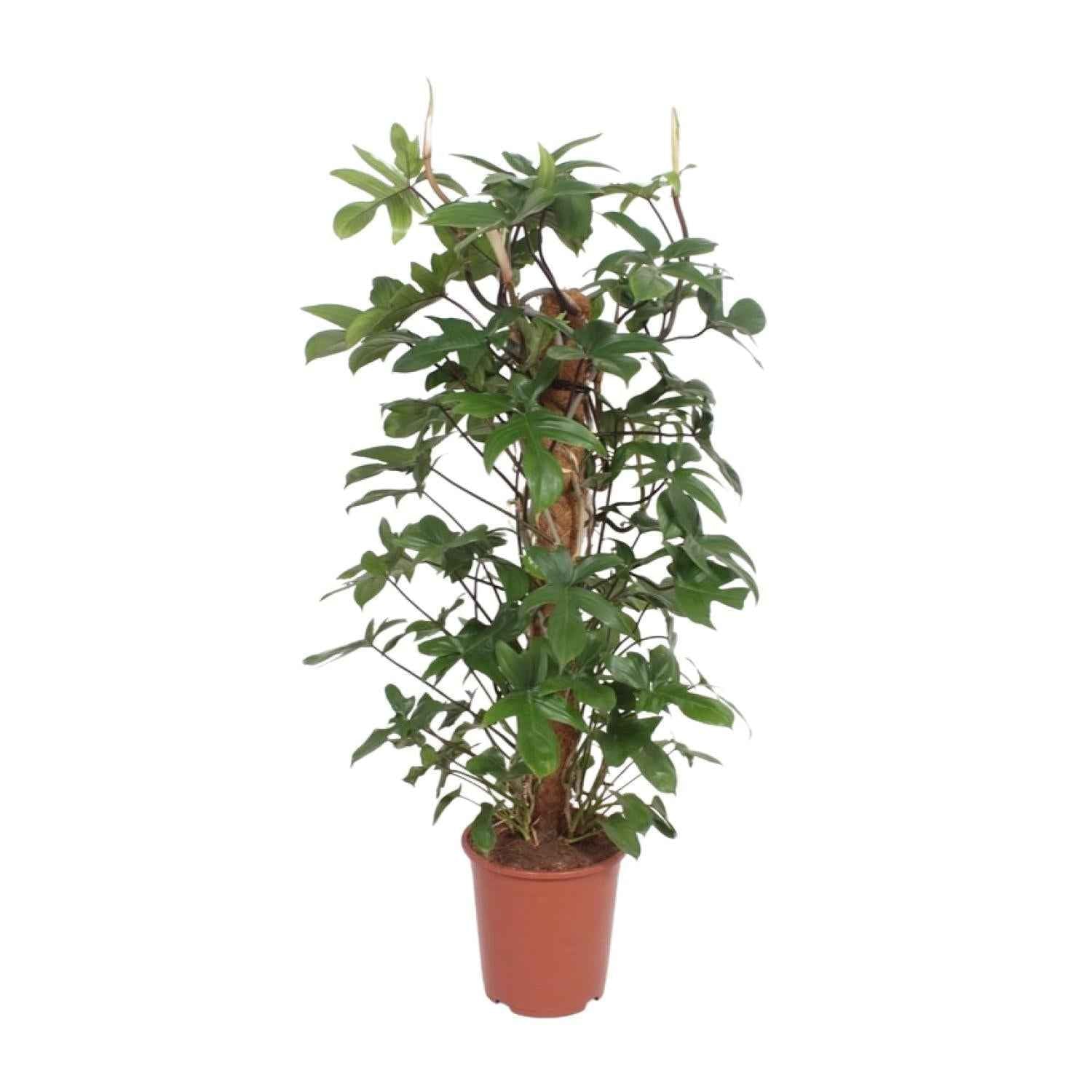 Image of Baumfreund – Philodendron Pedatum – Zimmerpflanze – Ø27cm – ↕130cm – Pflegeleicht – Tropisches Flair – Luftreinigend