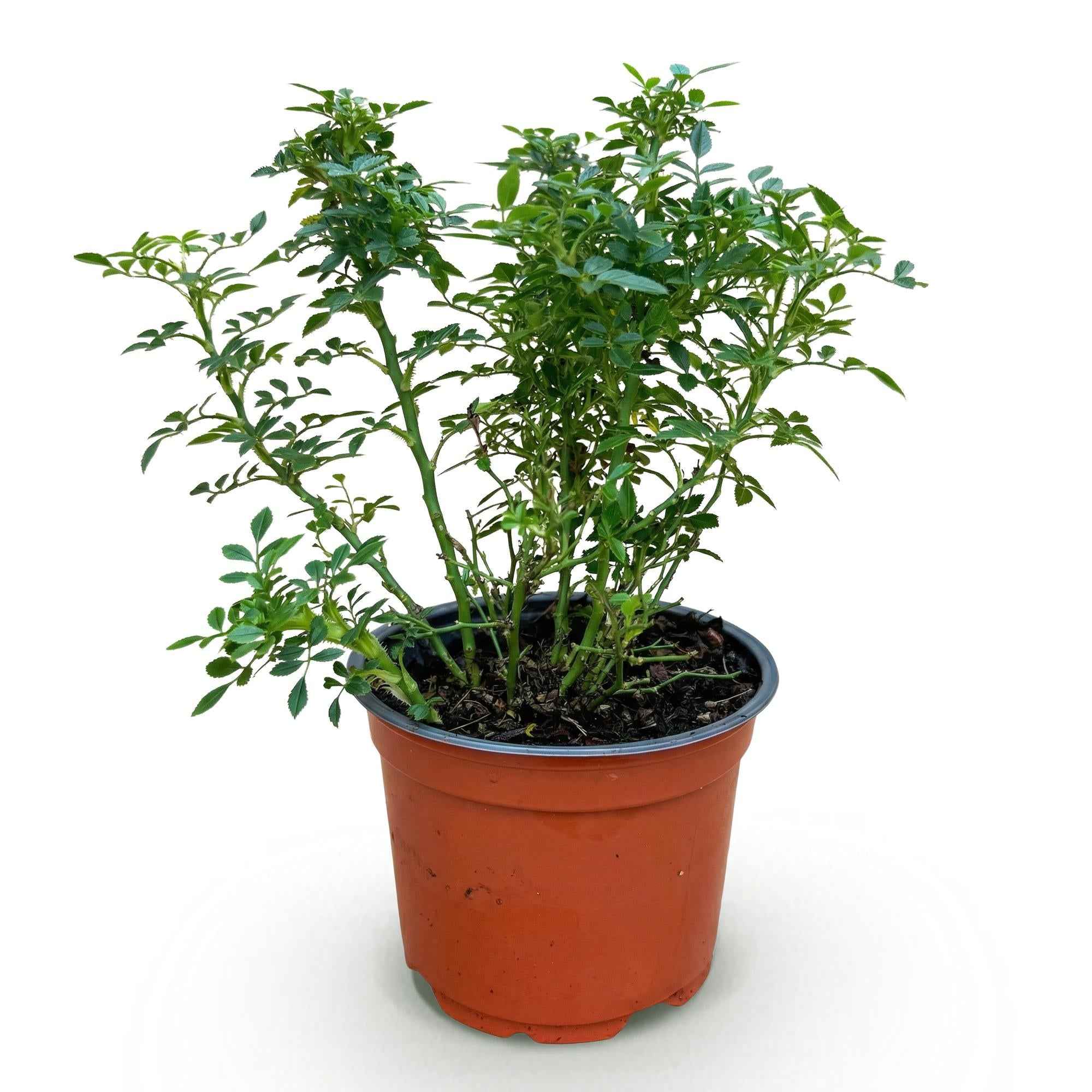 Image of Rose Rosa Cutie Pie winterhart rosa 20-25cm 12cm für Garten Balkon Terrasse Beet rosa Beetrose dauerblühend bienenfreundlich pflegeleicht kompakt-2
