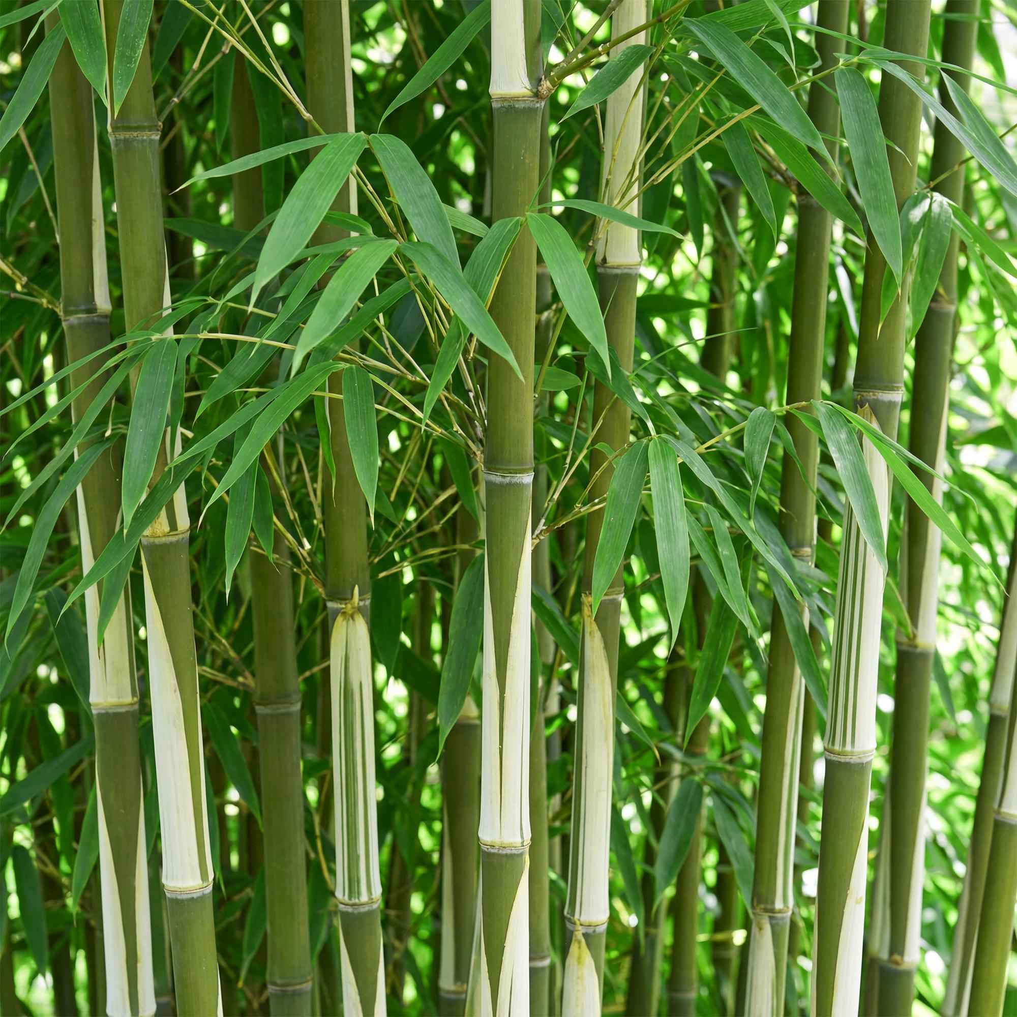 Image of Bambus Fargesia robusta Pingwu nicht wuchernd immergrün 80cm 23cm für Garten Terrasse Balkon Hecke Sichtschutz pflegeleicht winterhart grüne-0
