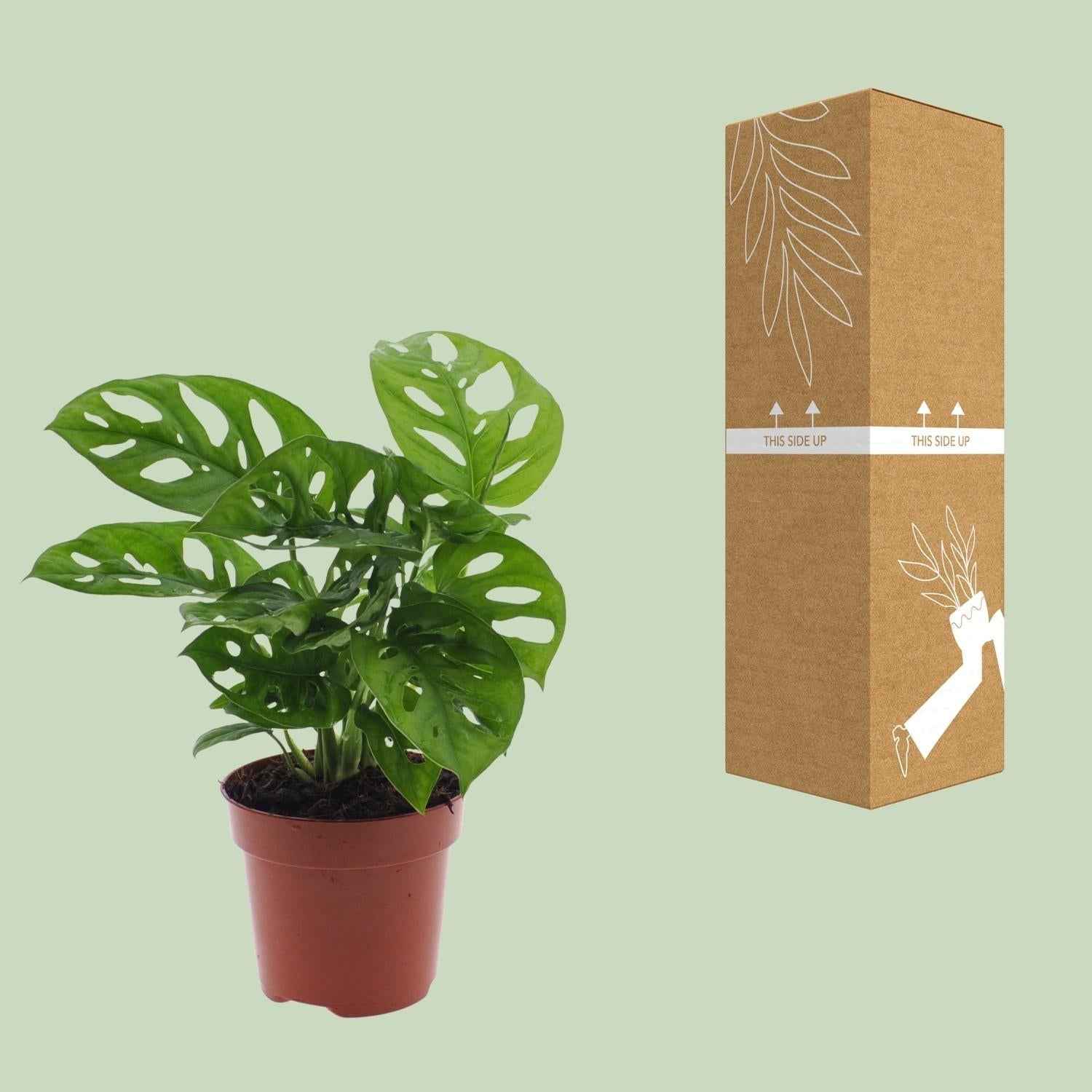 Image of Monstera Monkey Leaf – Fensterblatt – Ø12cm – ↕30cm – Pflegeleichte Lochpflanze mit dekorativem Blattmuster – Luftreinigend & dekorativ-2