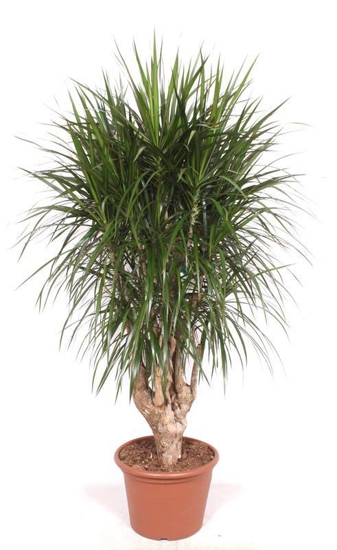Image of Dracaena Marginata XXL 190cm Ø40-45cm – Drachenbaum Zimmerpflanze Großpflanze – Pflegeleichte Grünpflanze für Wohnzimmer Büro & Wintergarten-0