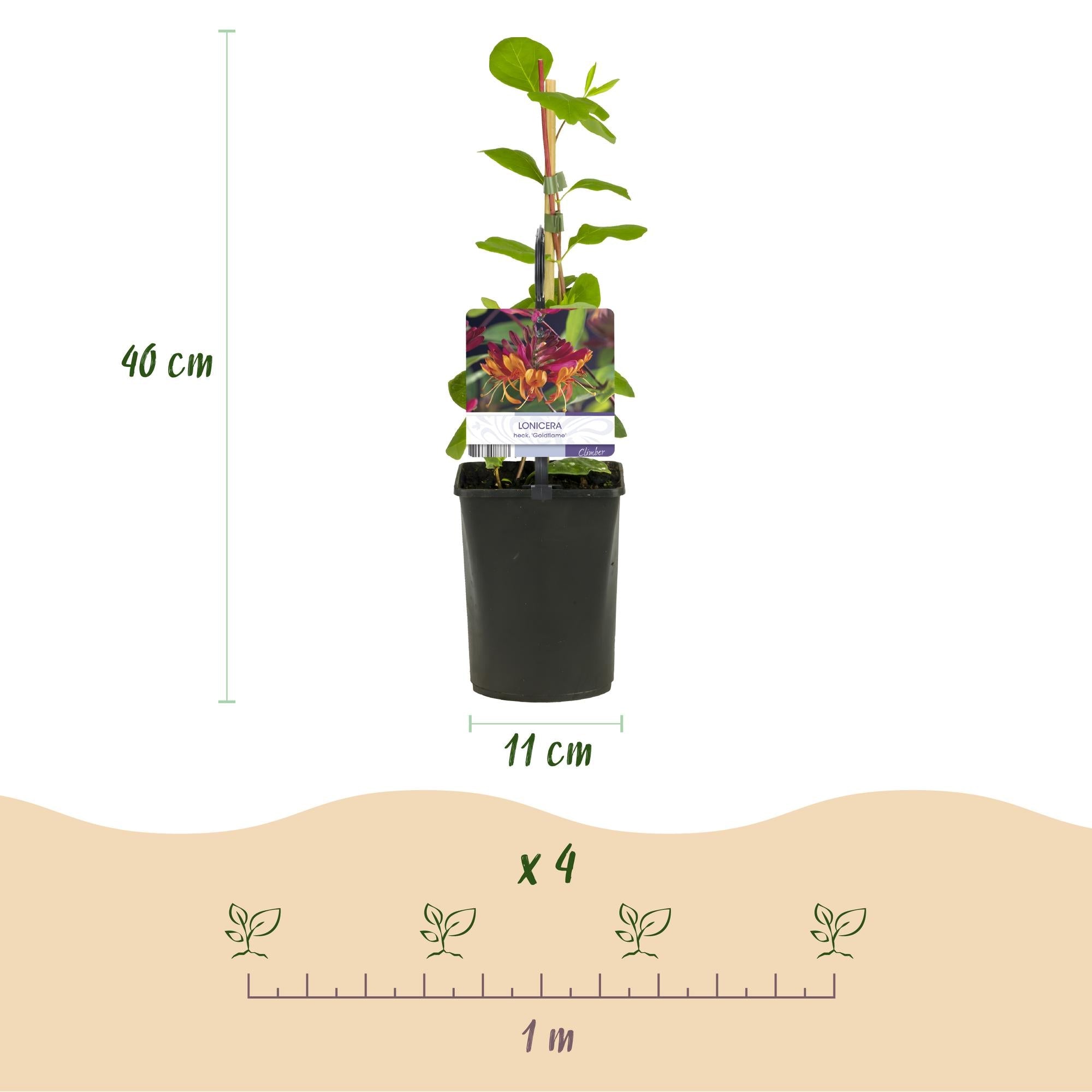 Image of Geißblatt Lonicera heckrottii Goldflame – 2 Pflanzen 11cm – ca. 40cm hoch – Duftende Kletterpflanze mit rosa – gelben Blüten – Für Zaun & Pergola-3