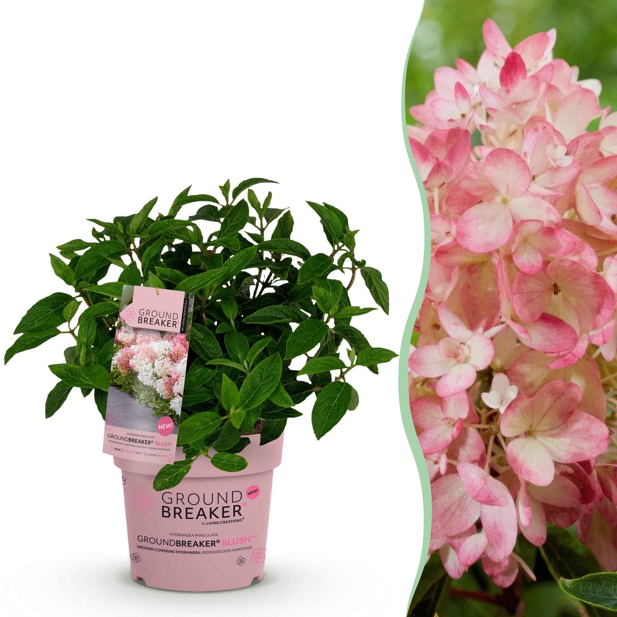 Image of Rispenhortensie Hydrangea paniculata Groundbreaker Blush winterhart rosa 20cm 14cm für Garten Balkon Terrasse Beet bienenfreundlich pflegeleicht-0
