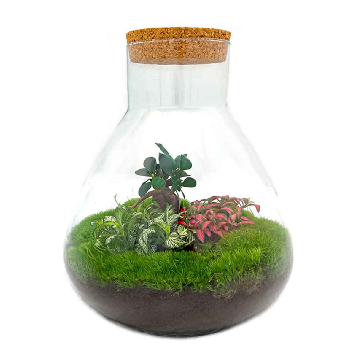 Image of Flaschengarten Terrarium Sam XL Bonsai – DIY Bausatz – 35cm Hoch – Ø30cm – Selbstgebautes Mini – Ökosystem mit Ficus – Ginseng – Bonsai & Fittonia