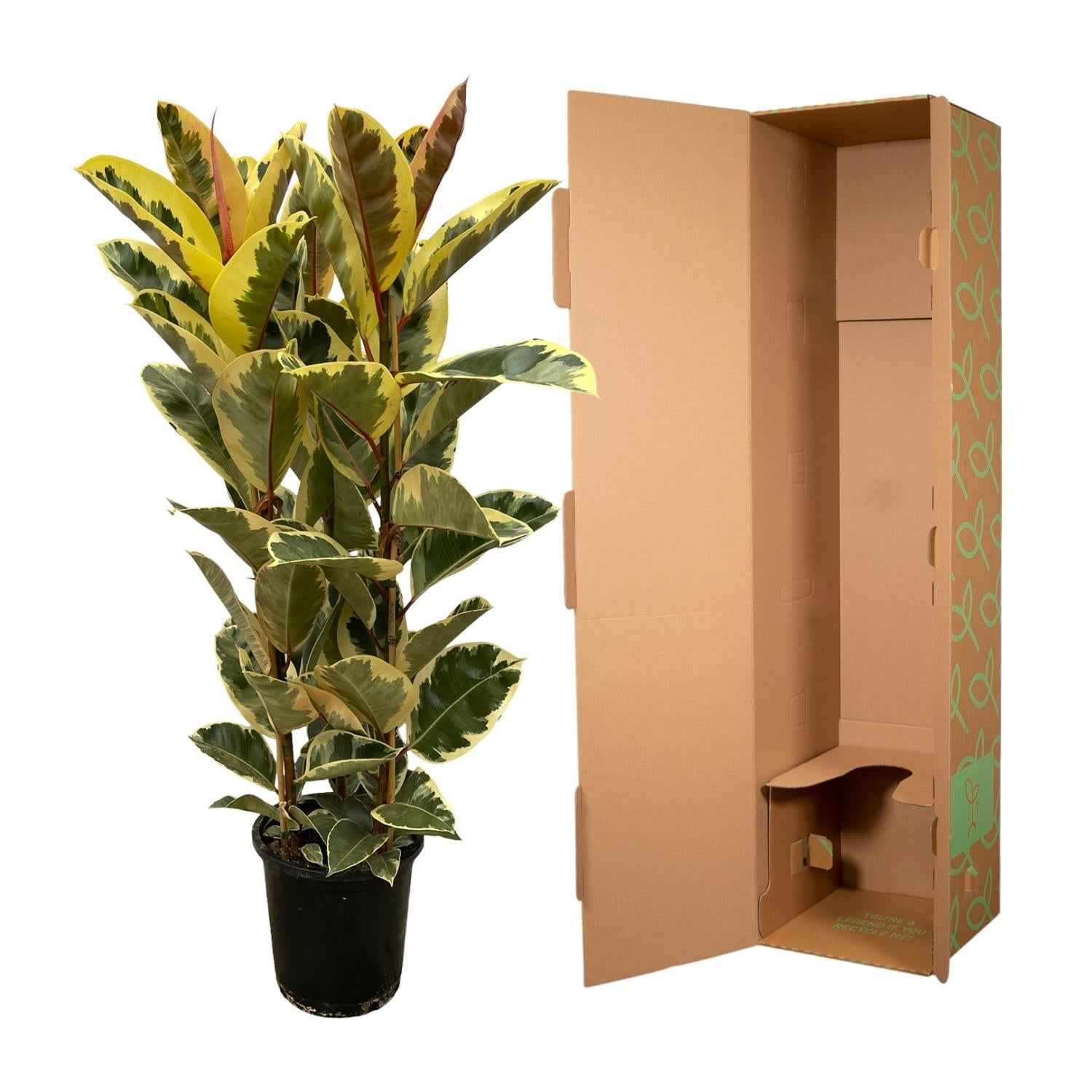 Image of Ficus Elastica 'Tineke' – Gummibaum – Zimmerpflanze – Ø28cm – Höhe ca. 160cm – Großblättrige, pflegeleichte Pflanze – Für helle Innenräume & Büros-2