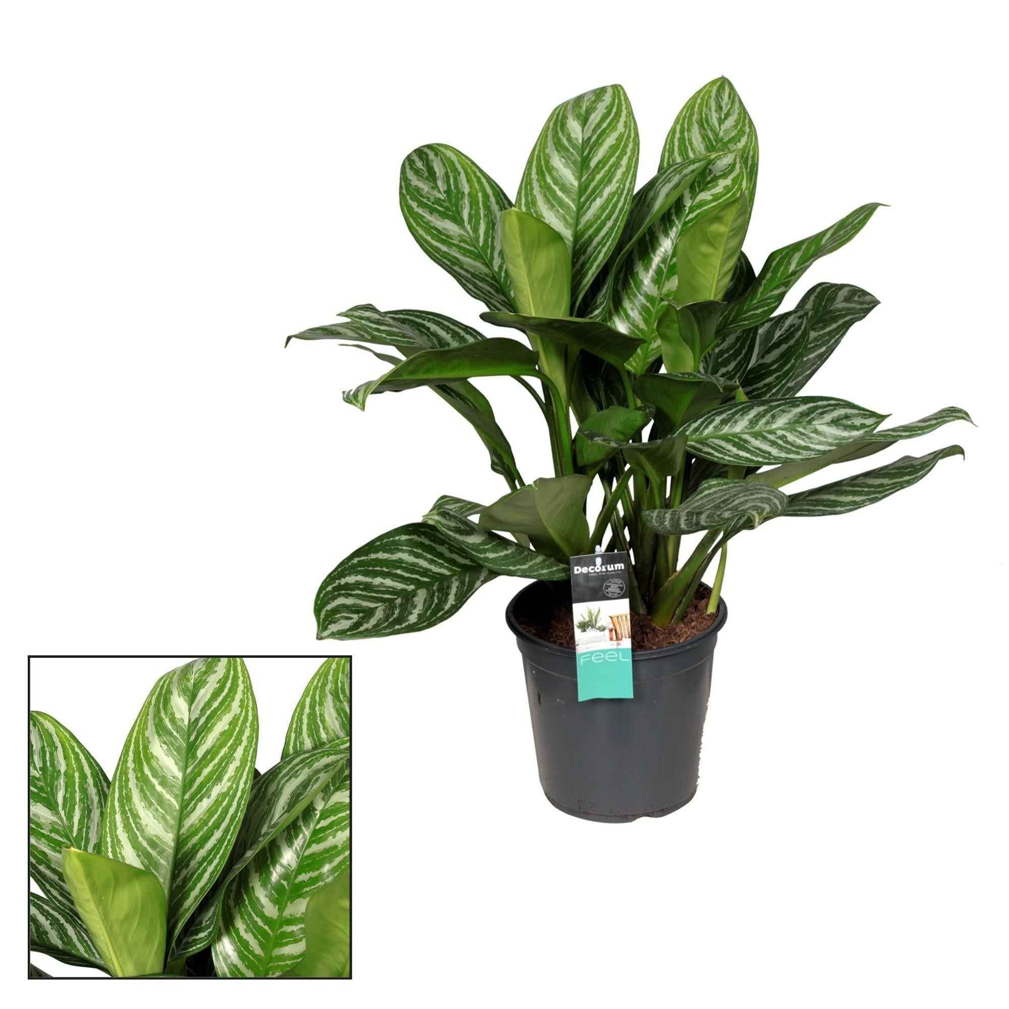 Image of Aglaonema Stripes – Zimmerpflanze – Ø21cm – ↕80cm – Tropische Blattpflanze mit silbrig-grüner Zeichnung – Pflegeleicht & luftreinigend – Für Wohnzimmer & Büro